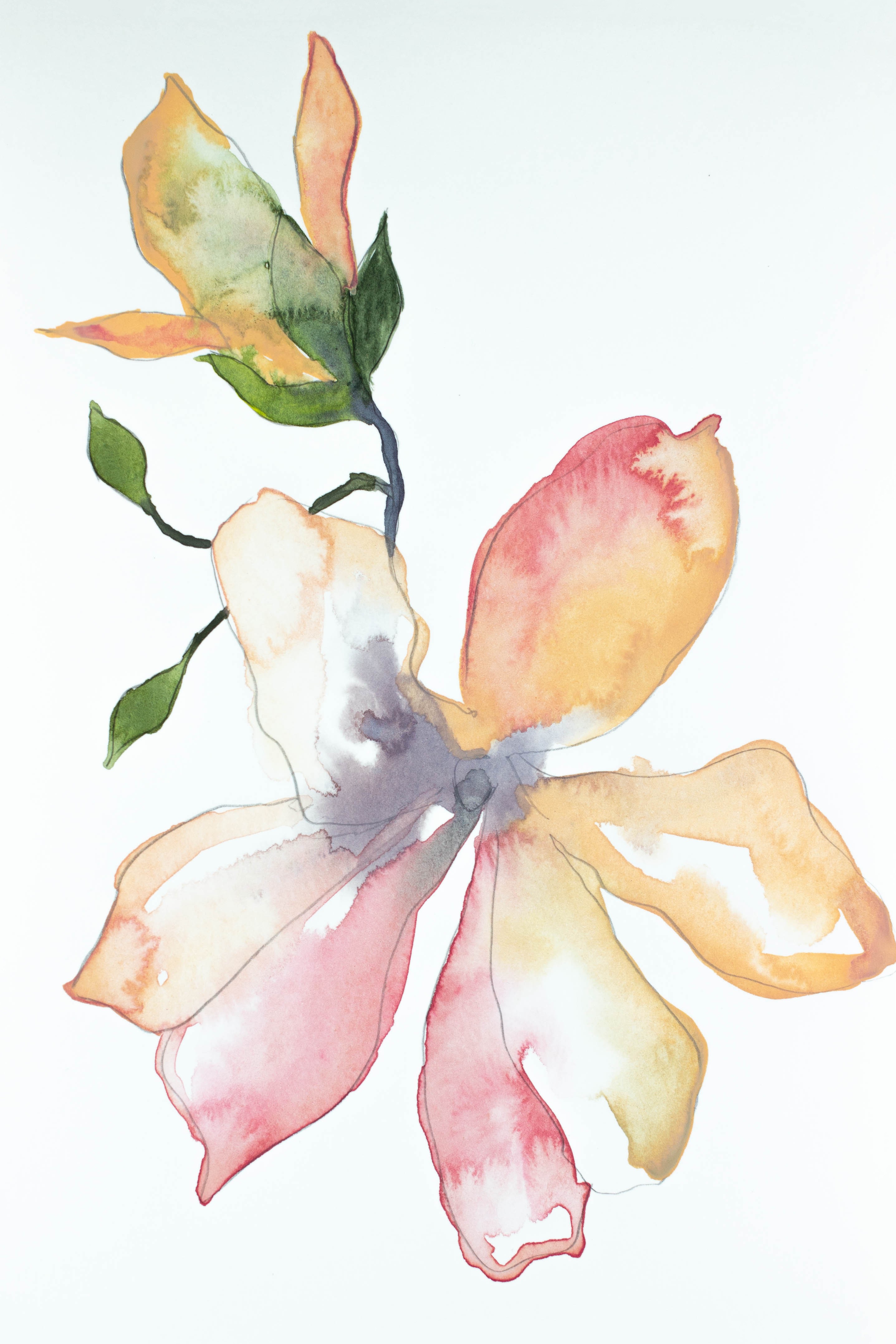 Elizabeth Becker, Magnolia Study No. 5 Elizabeth Becker, Magnolia Study No. 5