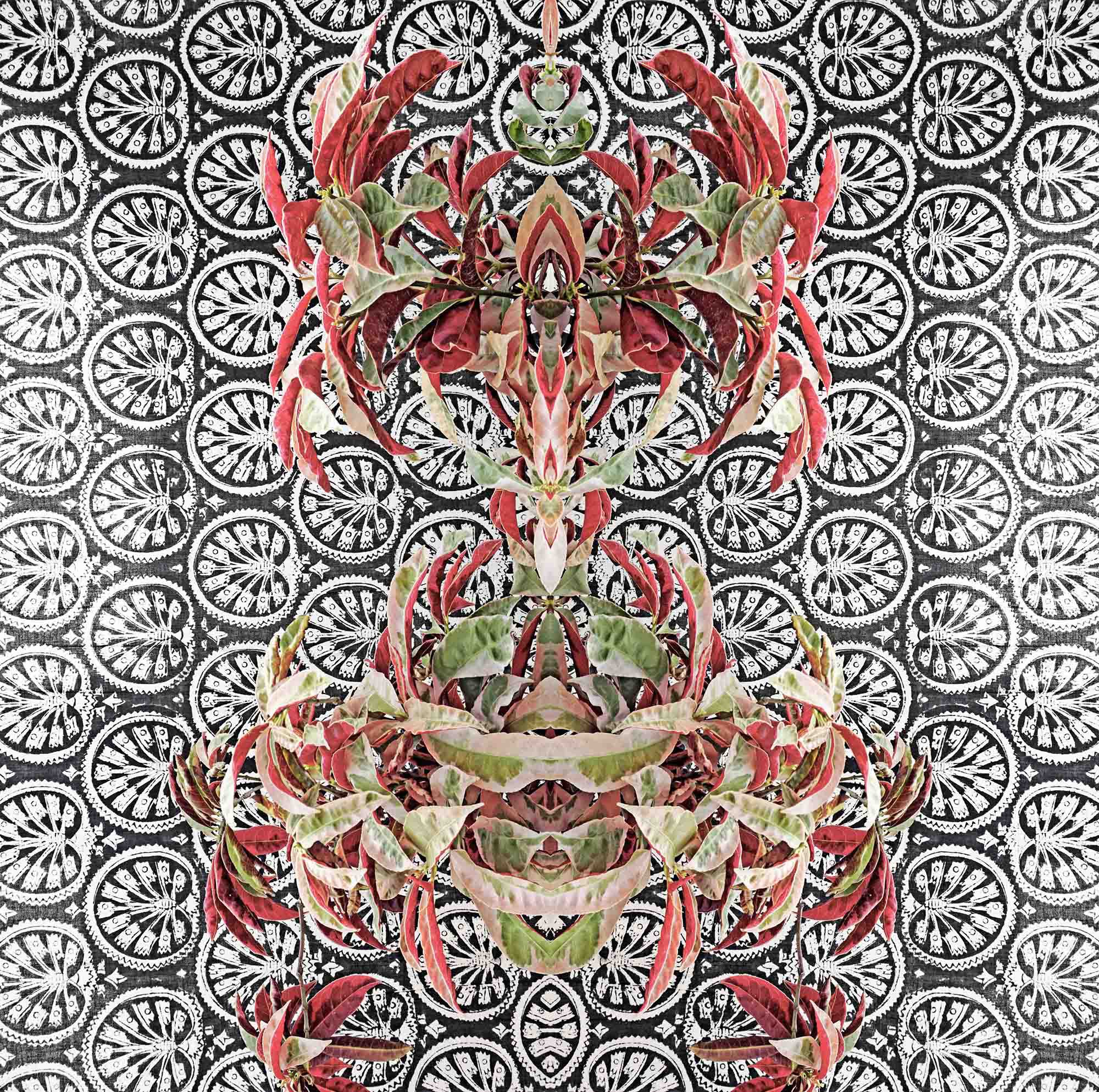 Sumit Mehndiratta, Bohemian Botany Sumit Mehndiratta, Bohemian Botany