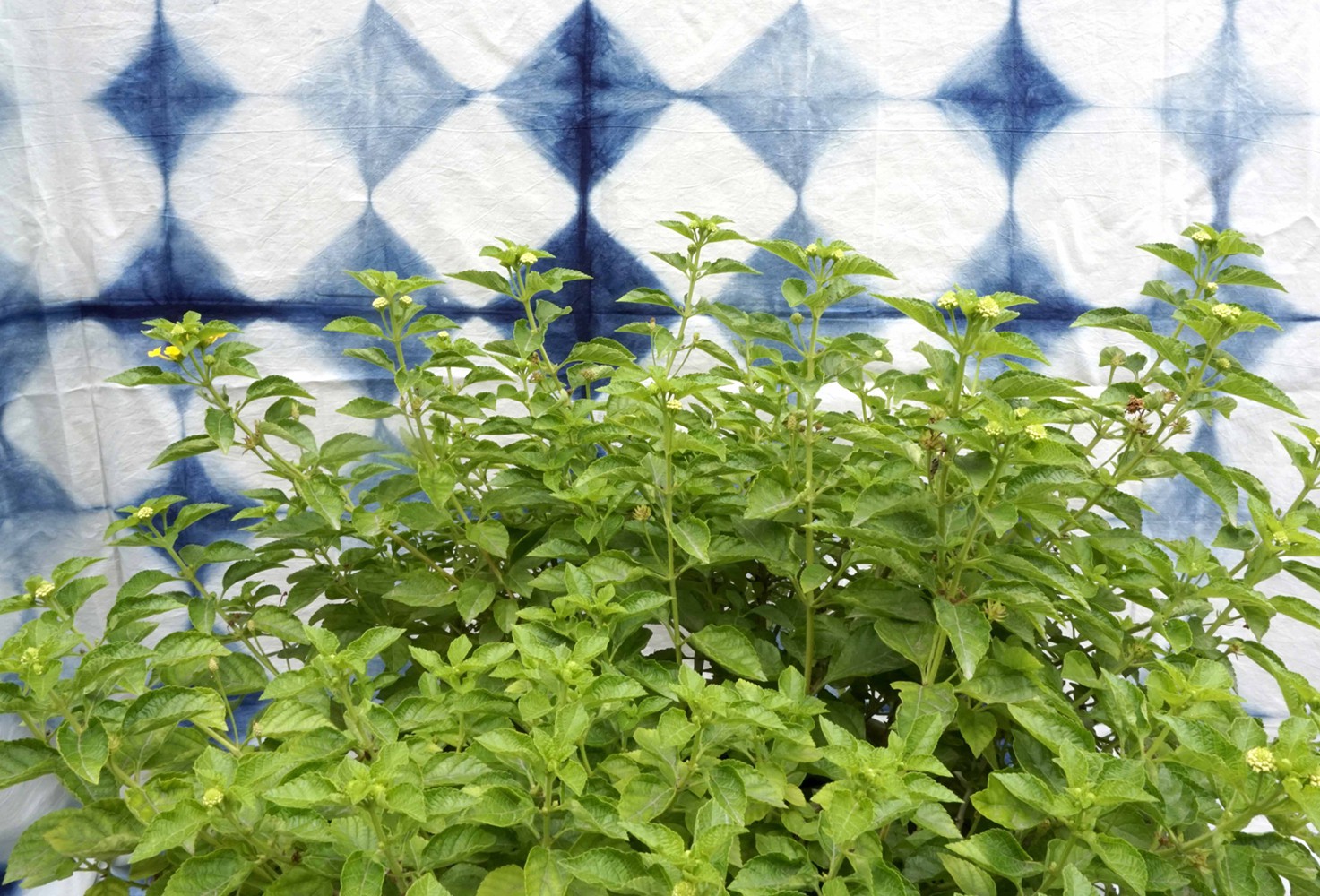 Sumit Mehndiratta, Lush Botanic Sumit Mehndiratta, Lush Botanic