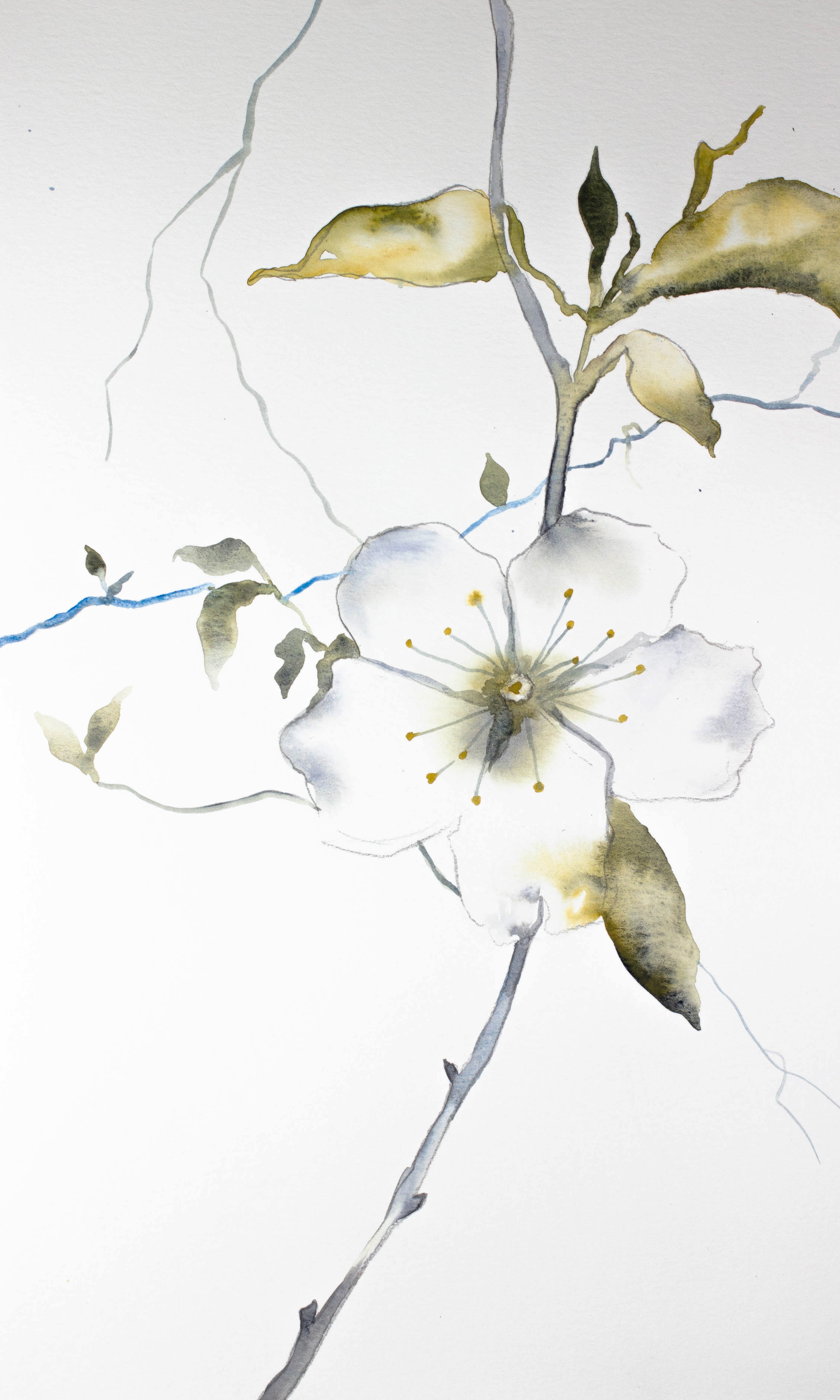 Elizabeth Becker, Cherry Blossom No. 11 Elizabeth Becker, Cherry Blossom No. 11