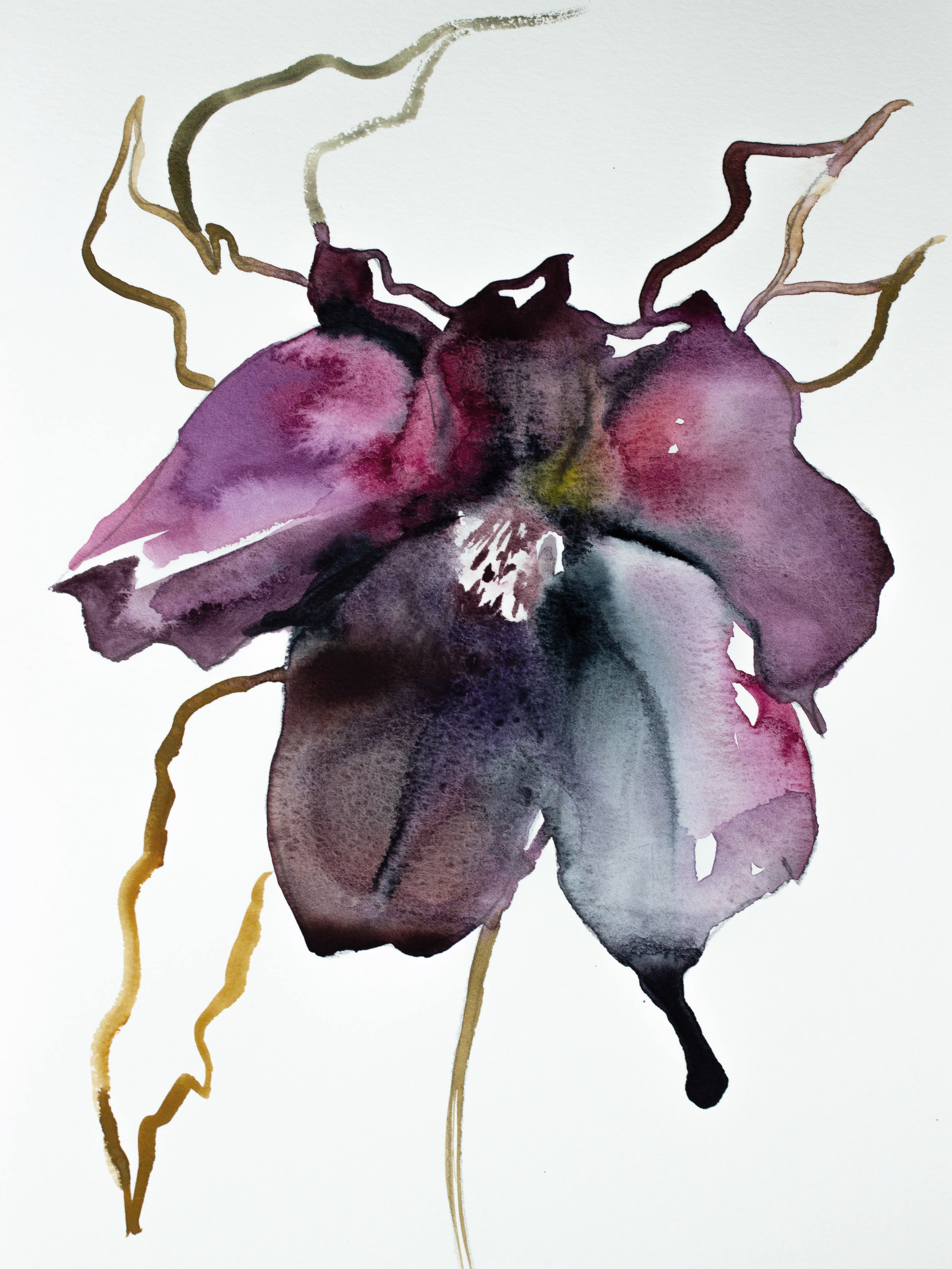 Elizabeth Becker, Hellebore No. 9 Elizabeth Becker, Hellebore No. 9