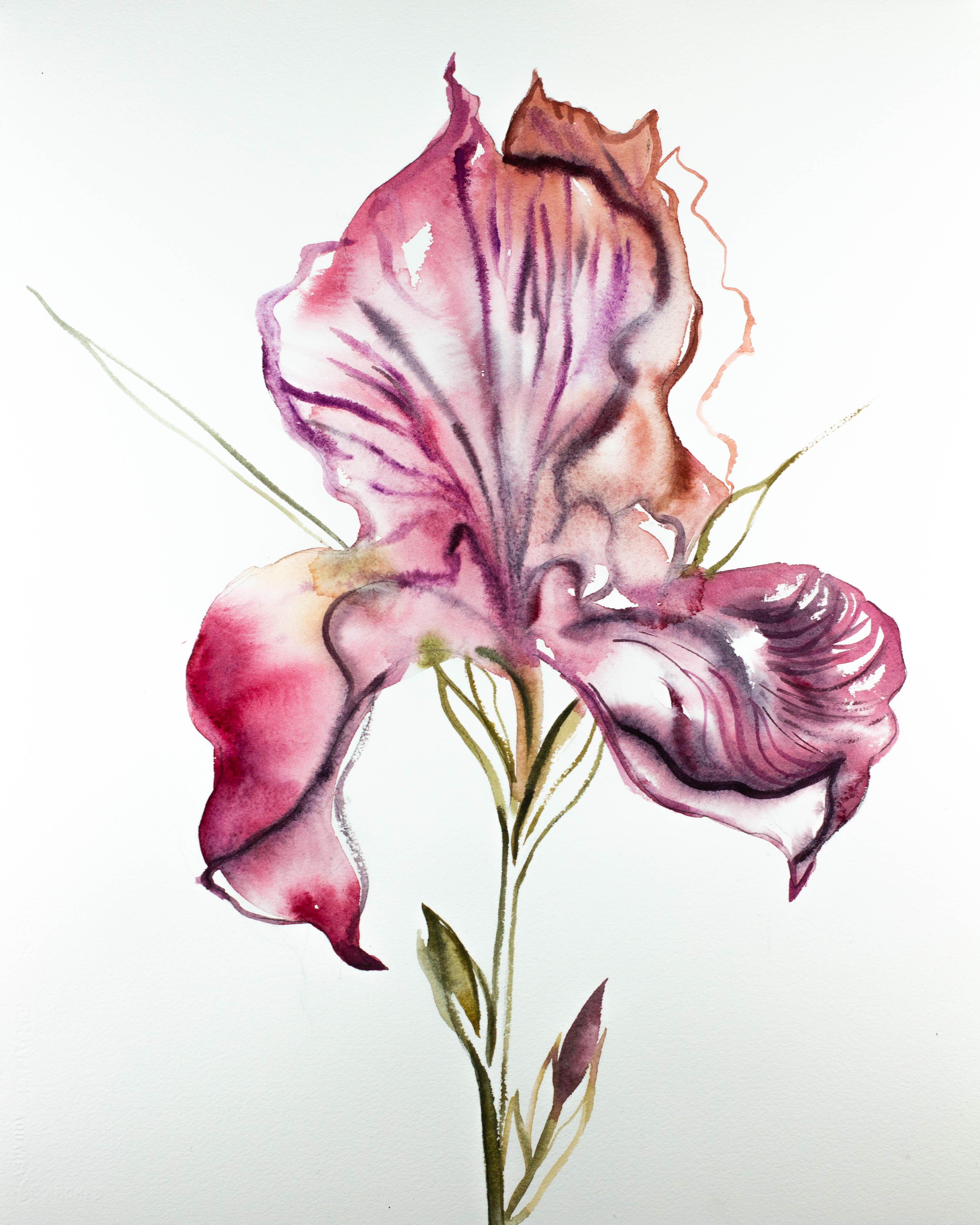 Elizabeth Becker, Iris No. 93 Elizabeth Becker, Iris No. 93