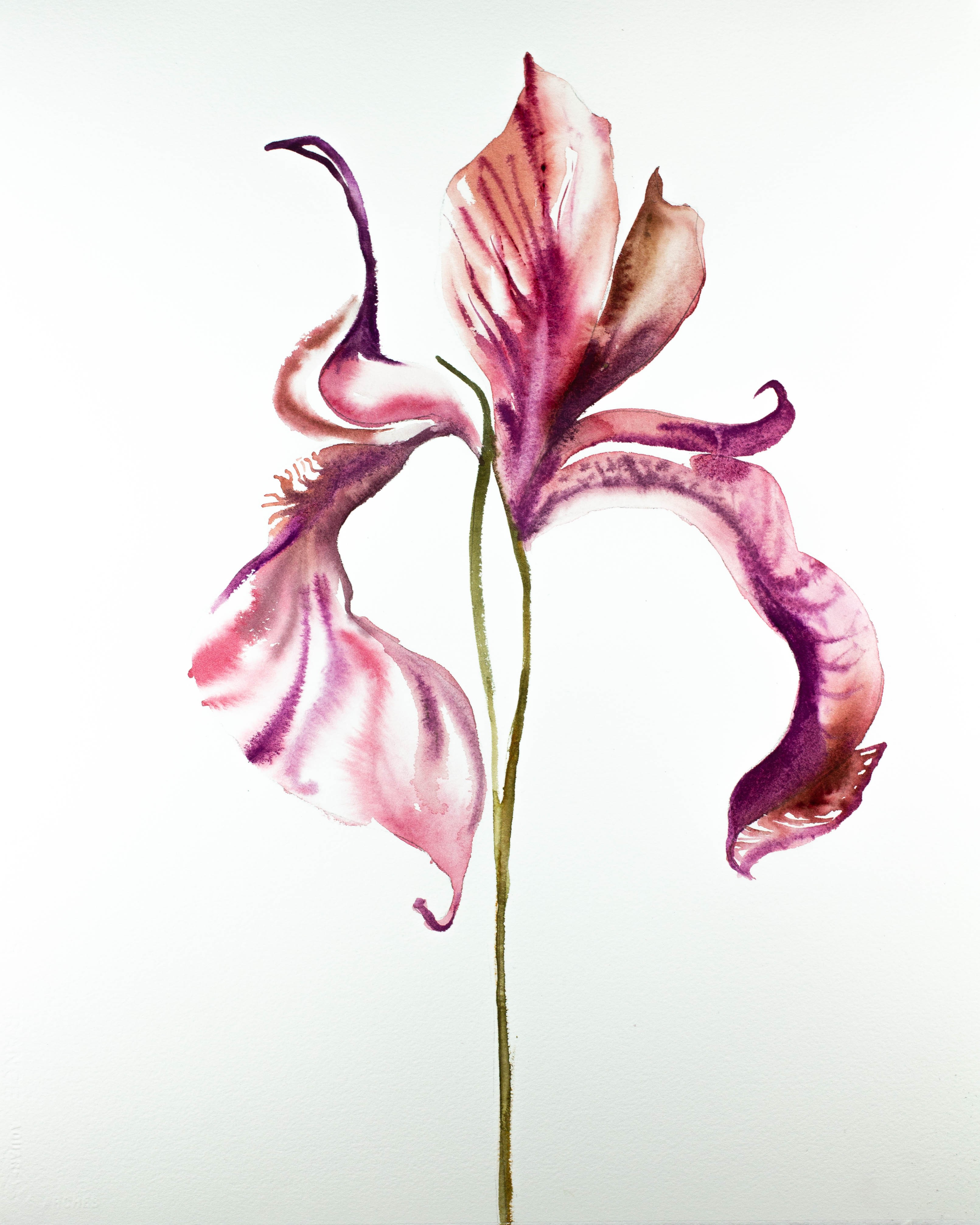 Elizabeth Becker, Iris No. 89 Elizabeth Becker, Iris No. 89