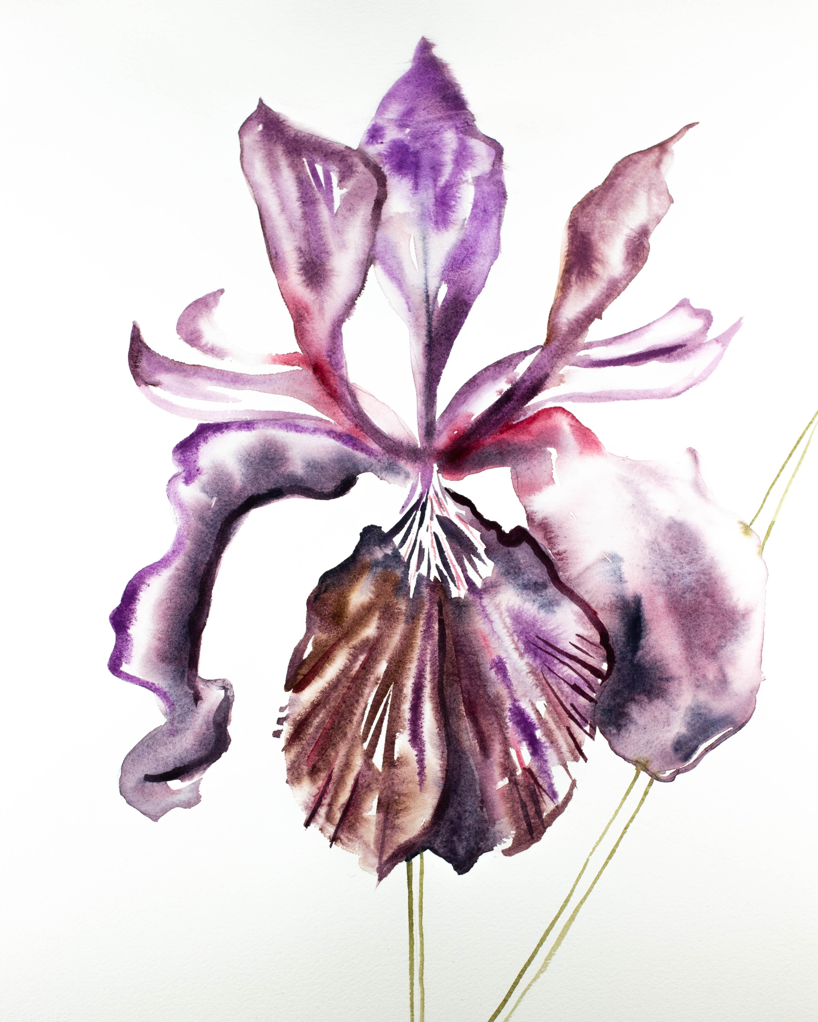 Elizabeth Becker, Iris No. 91 Elizabeth Becker, Iris No. 91