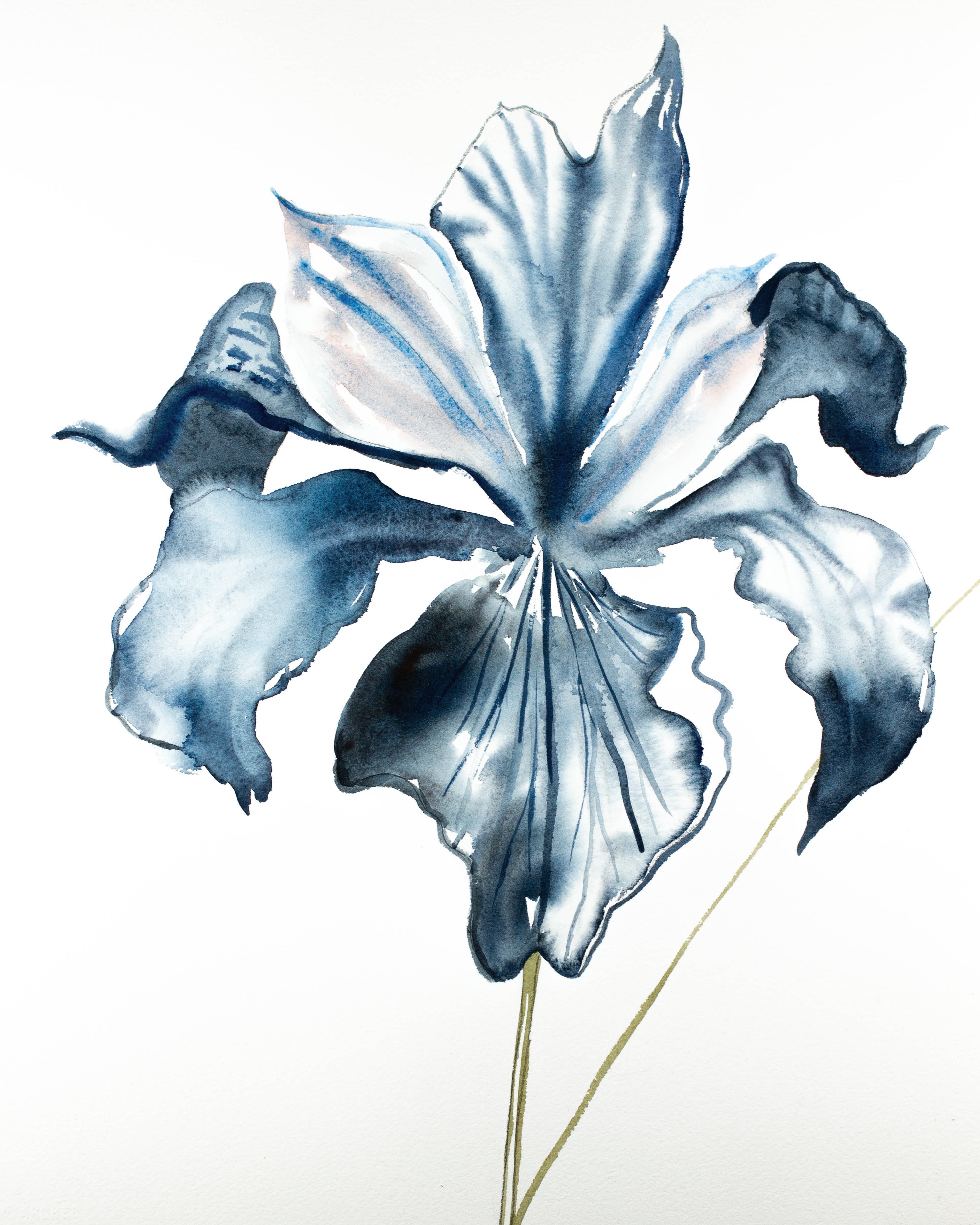 Elizabeth Becker, Iris No. 90 Elizabeth Becker, Iris No. 90