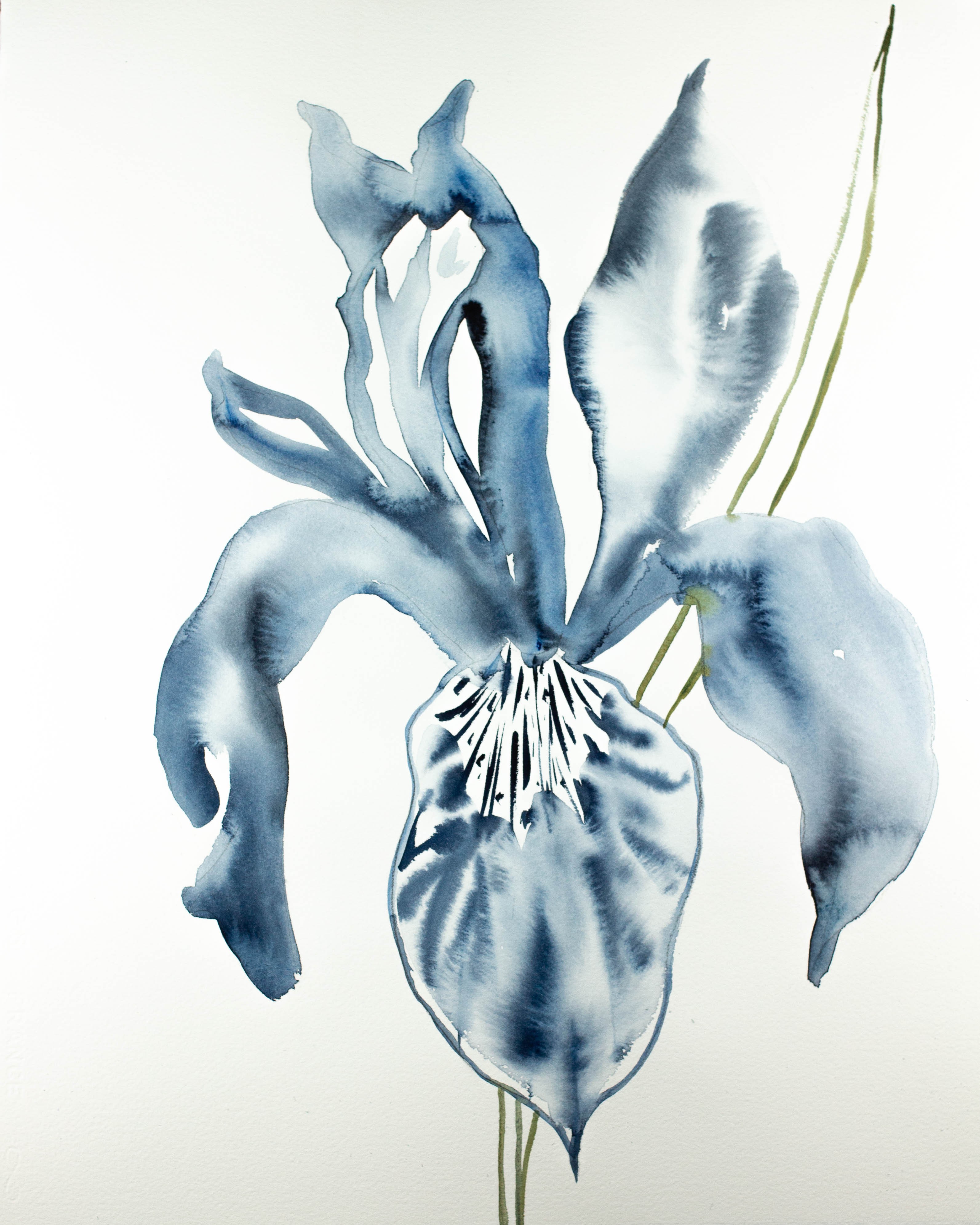 Elizabeth Becker, Iris No. 95 Elizabeth Becker, Iris No. 95