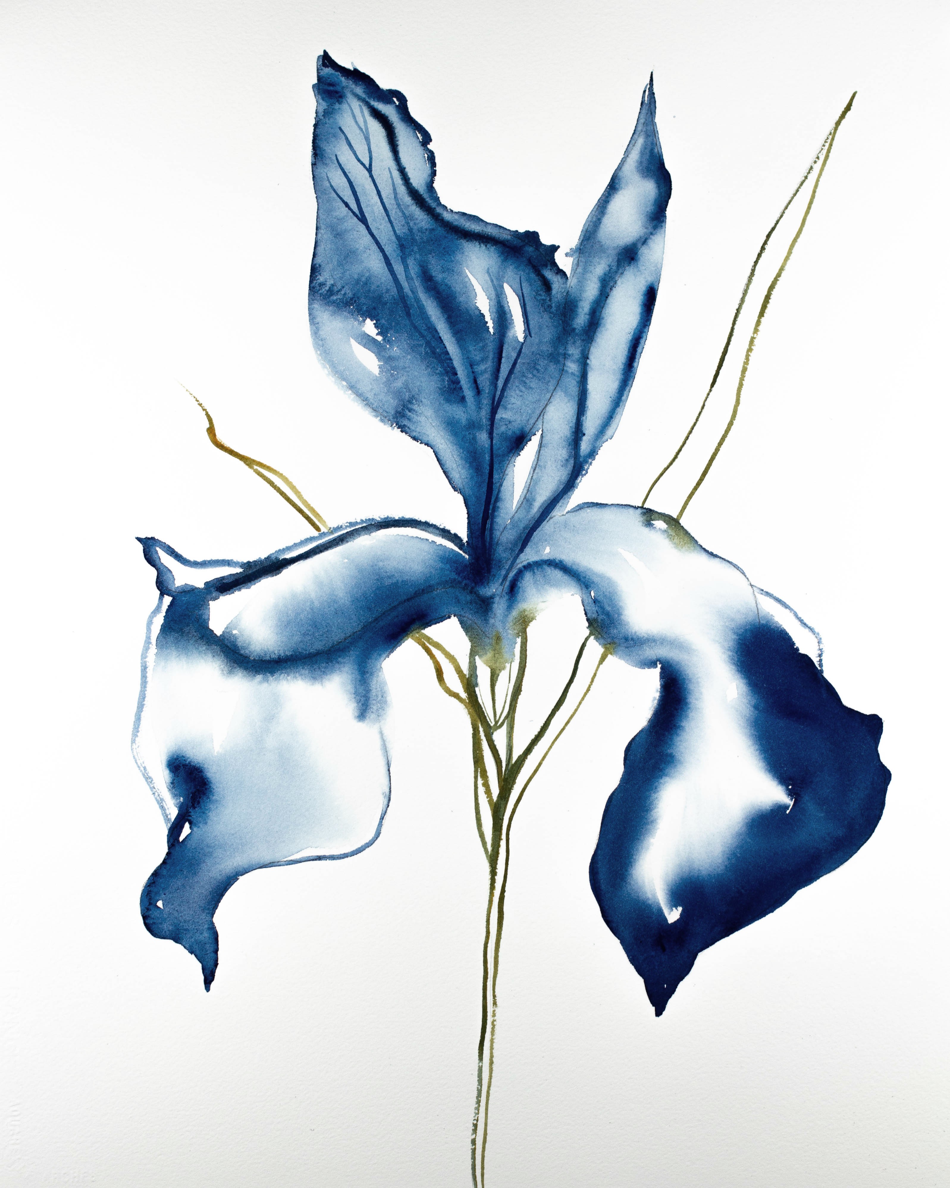 Elizabeth Becker, Iris No. 94 Elizabeth Becker, Iris No. 94