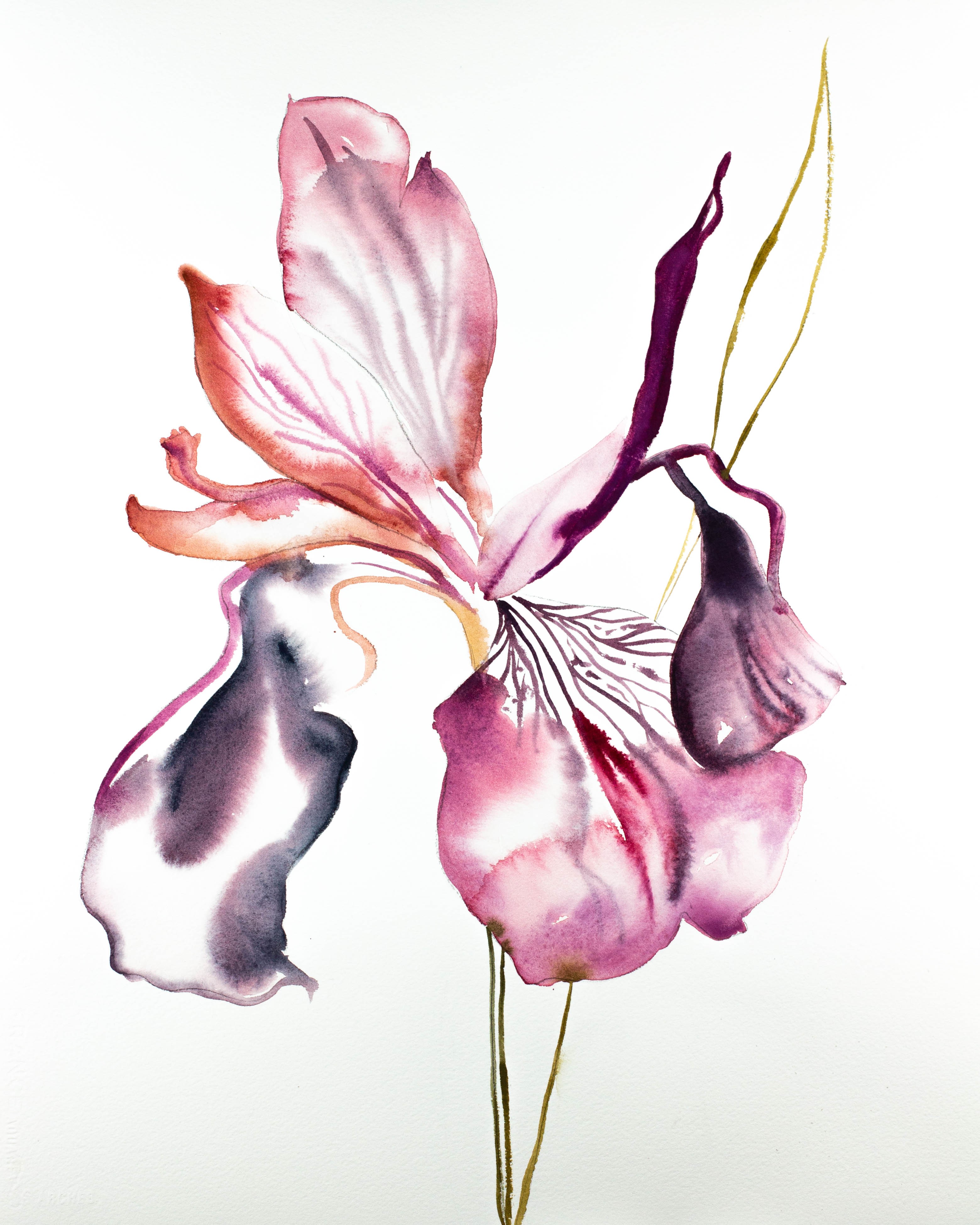 Elizabeth Becker, Iris No. 88 Elizabeth Becker, Iris No. 88
