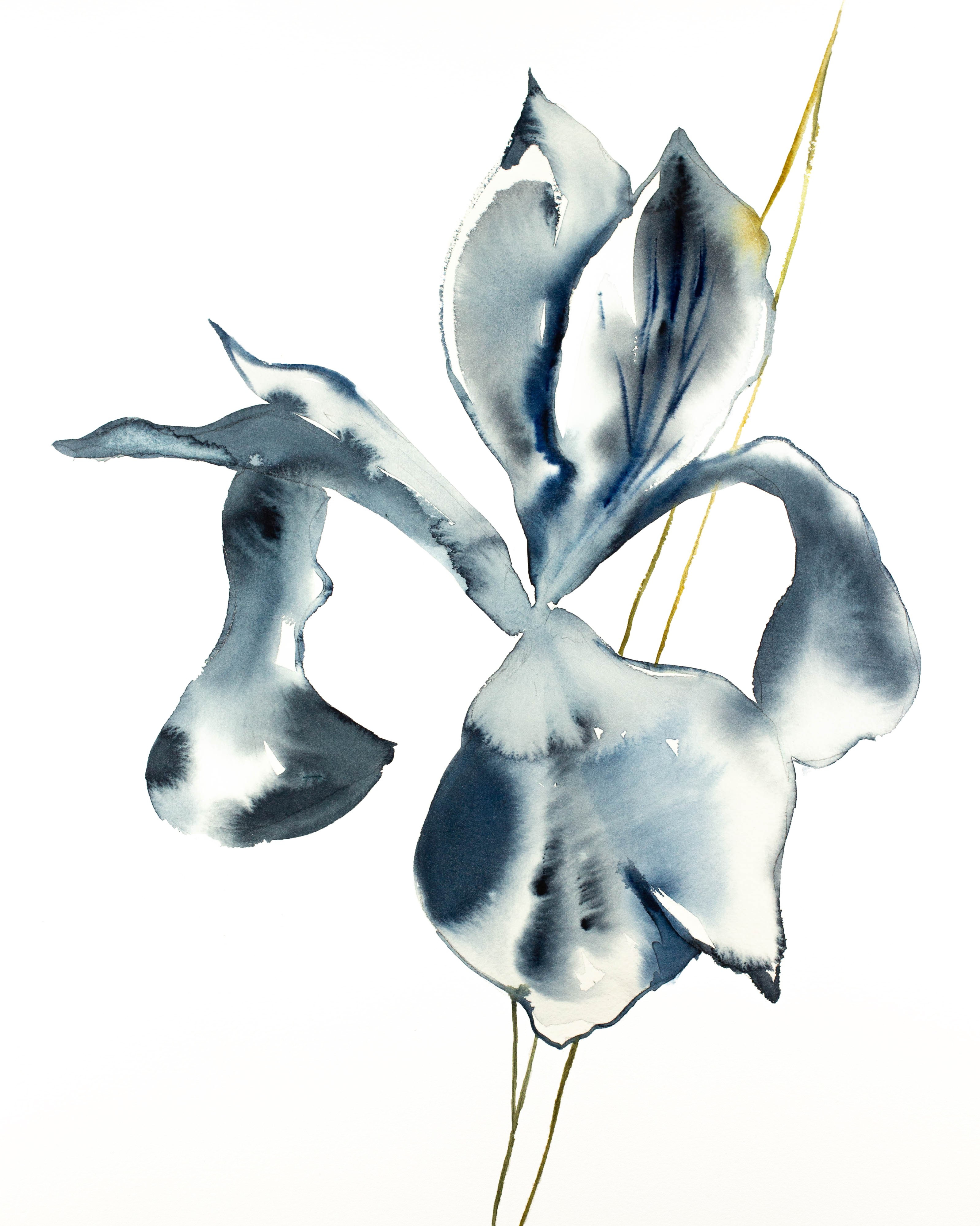 Elizabeth Becker, Iris No. 87 Elizabeth Becker, Iris No. 87