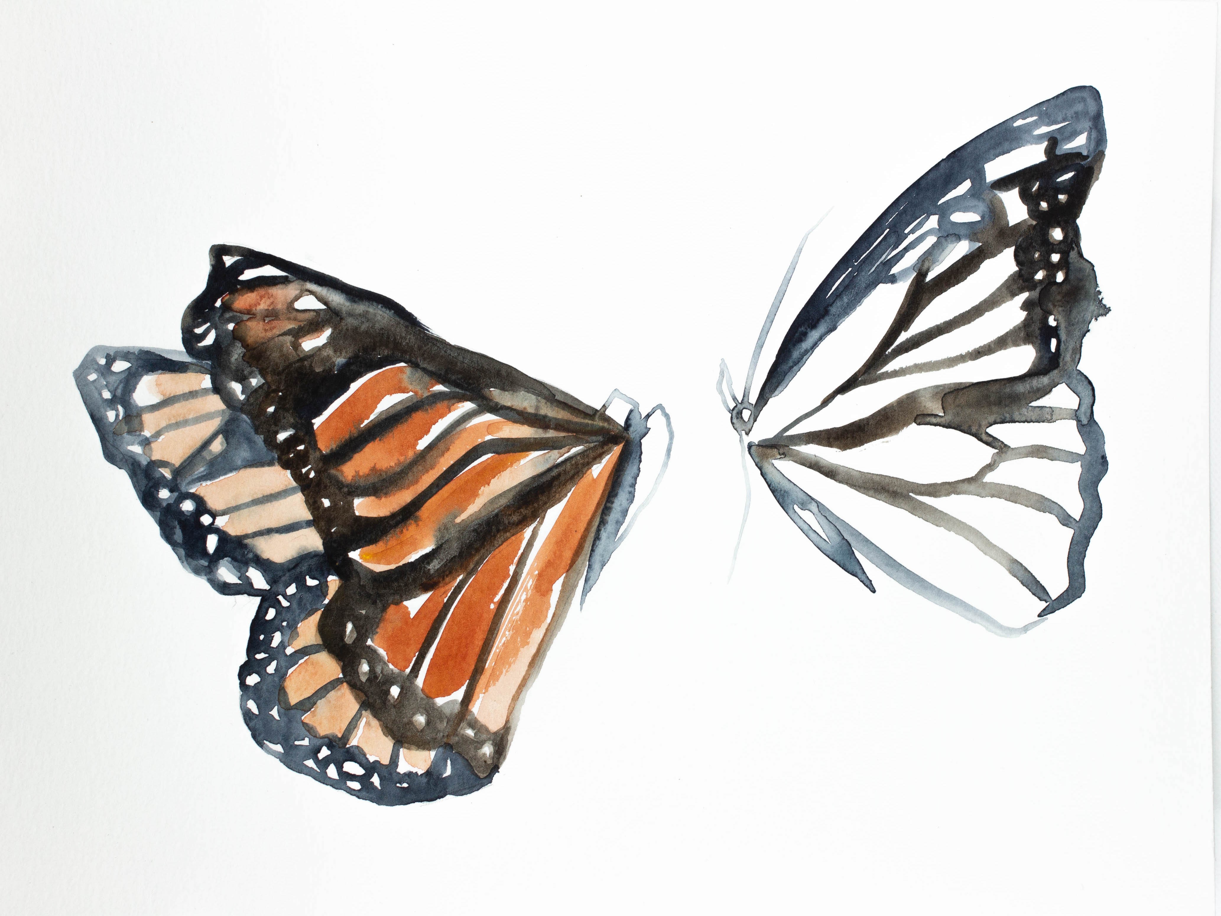 Elizabeth Becker, Monarch Study No. 2 Elizabeth Becker, Monarch Study No. 2