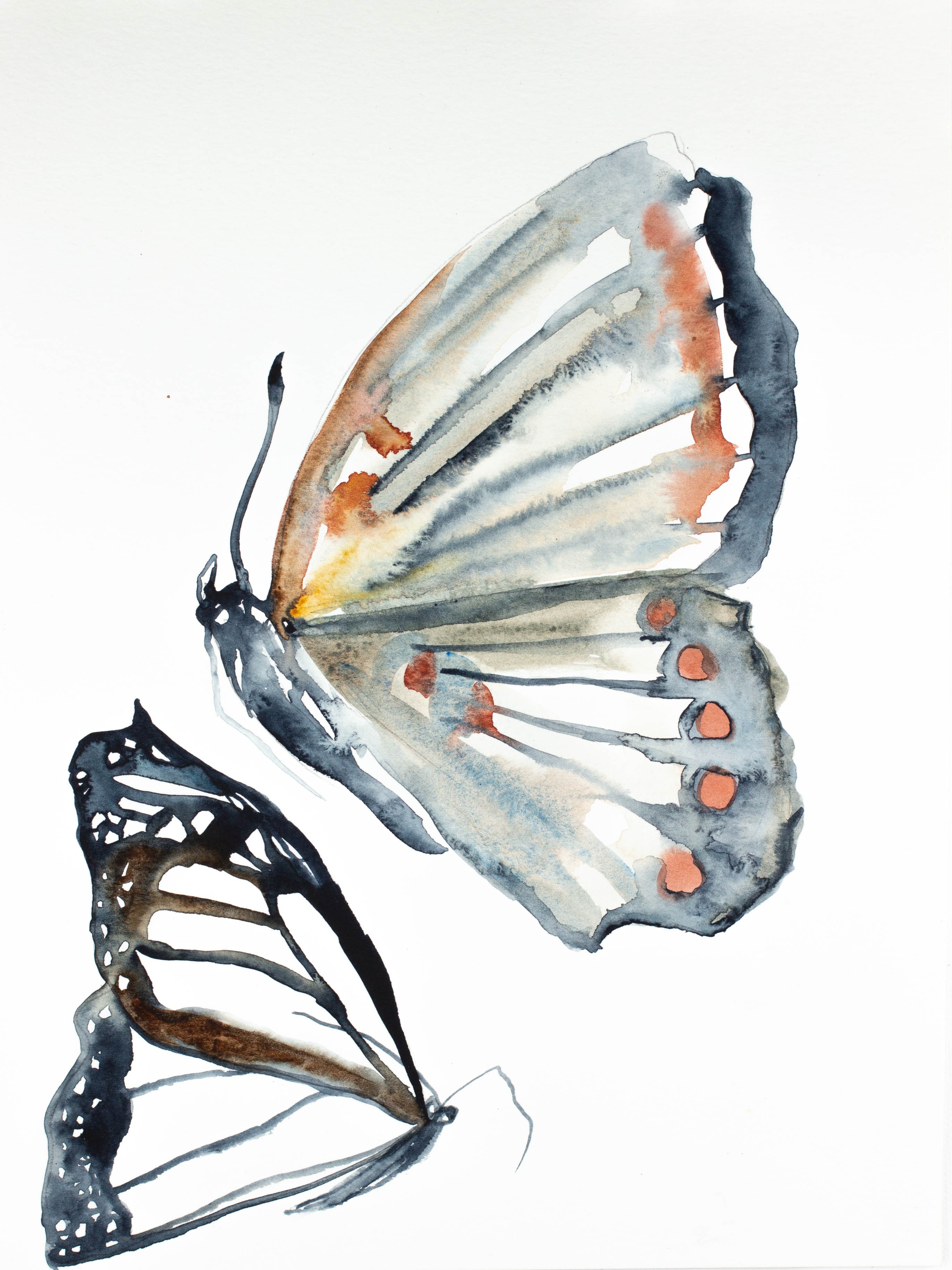 Elizabeth Becker, Butterfly Study Elizabeth Becker, Butterfly Study