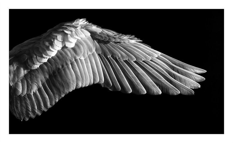 Robert Longo, Gabriel's Wing Robert Longo, Gabriel's Wing