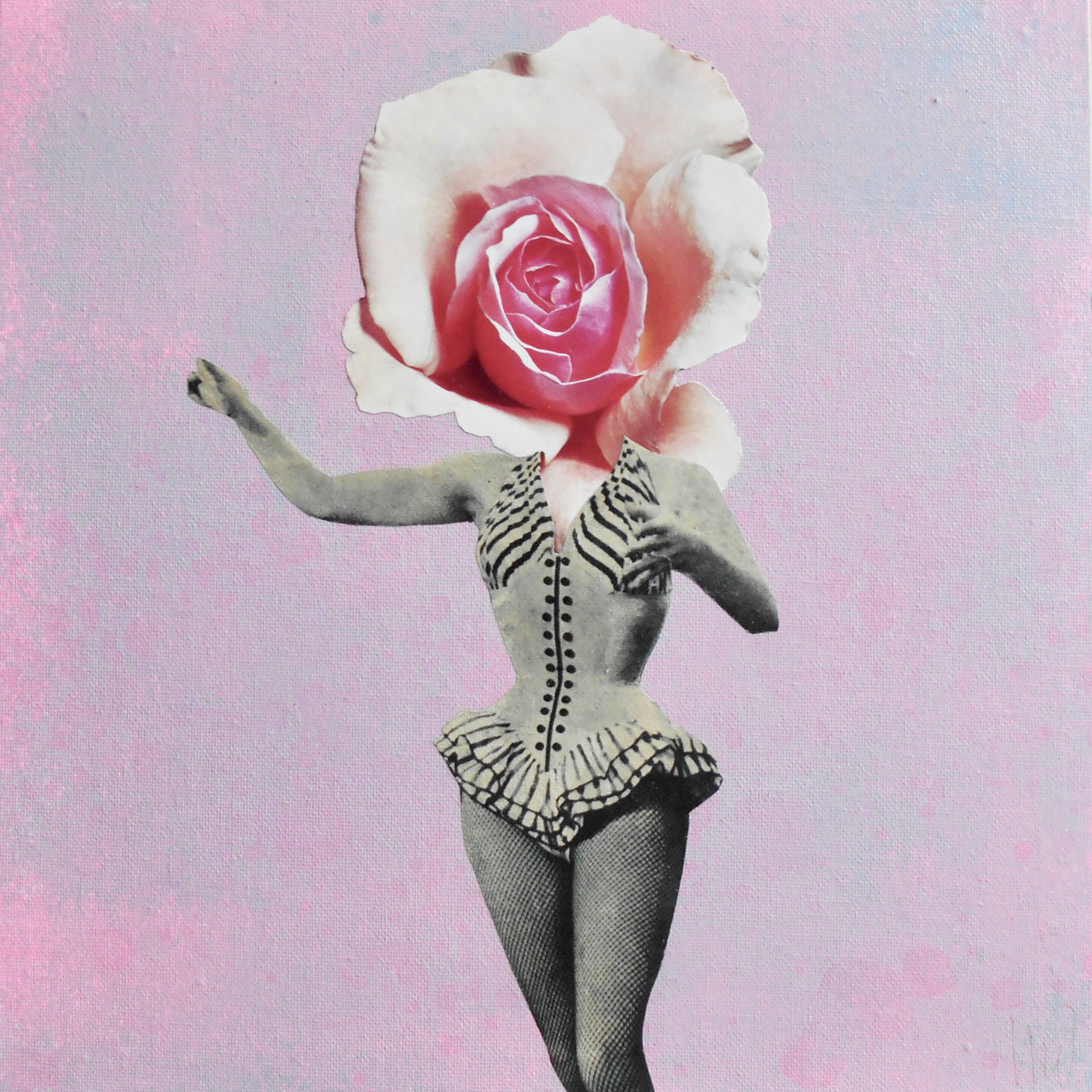 Marian Williams, Pink Rose Marian Williams, Pink Rose