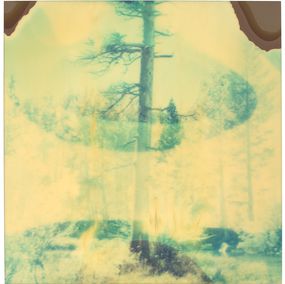 In the Range of Light II (Wastelands)