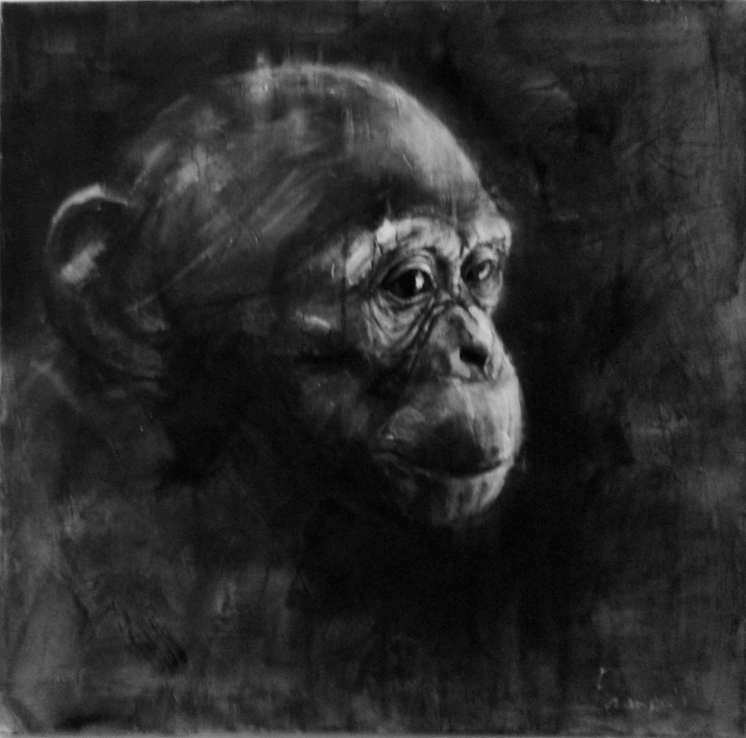 François Cognet, Série grands singes - 18/5 François Cognet, Série grands singes - 18/5