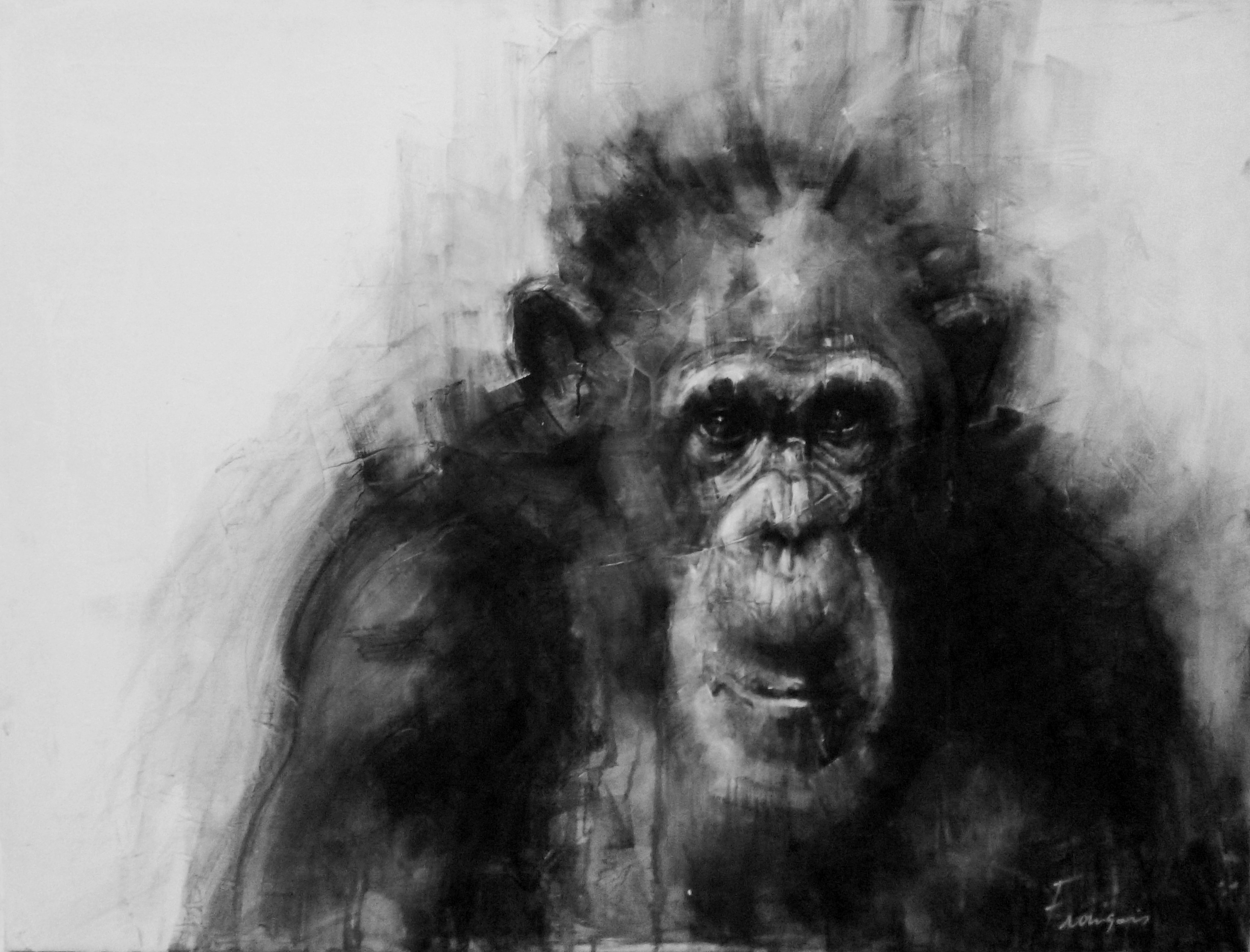 François Cognet, Série grands singes - 20/5 François Cognet, Série grands singes - 20/5