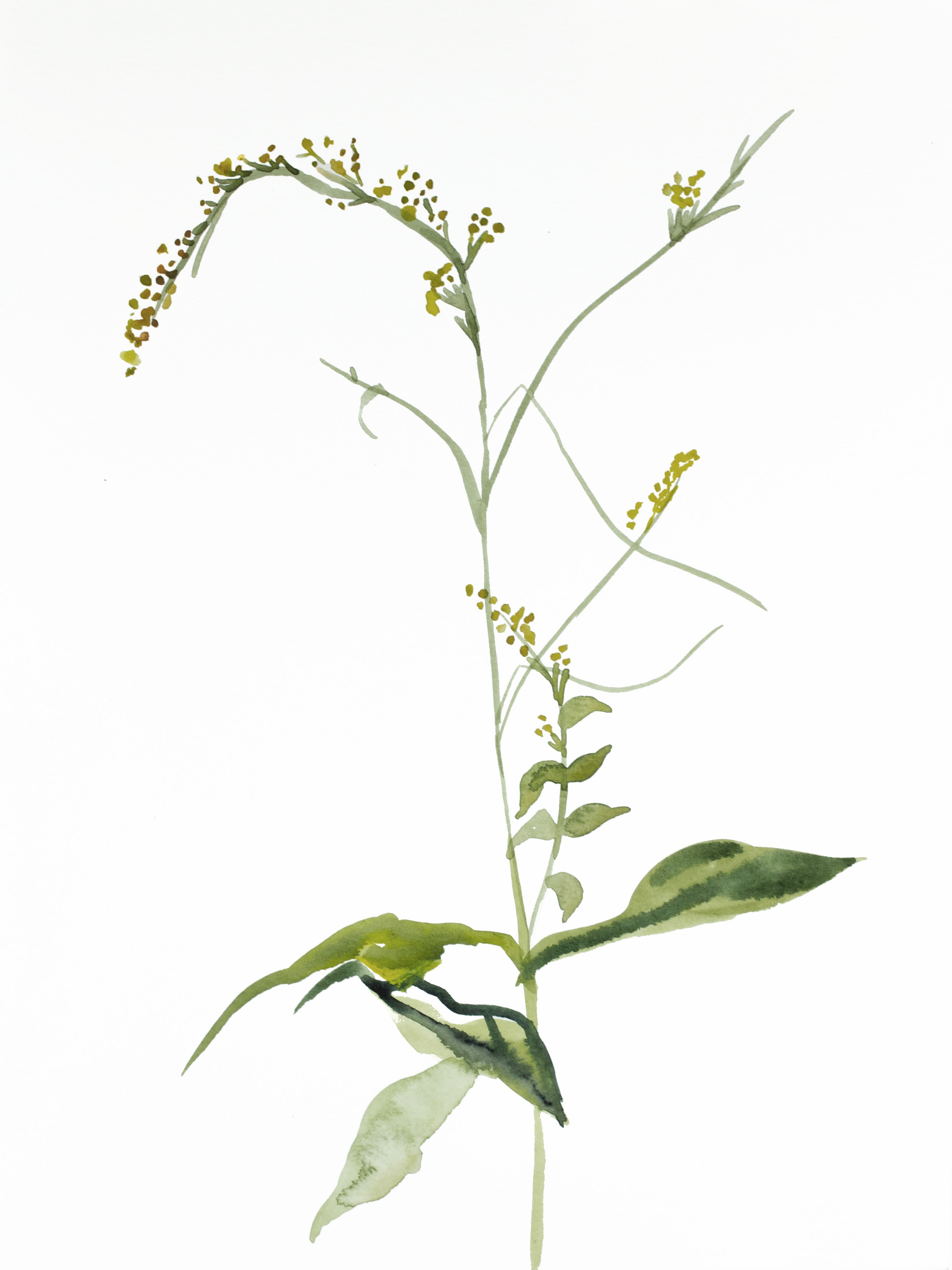 Elizabeth Becker, Goldenrod Elizabeth Becker, Goldenrod