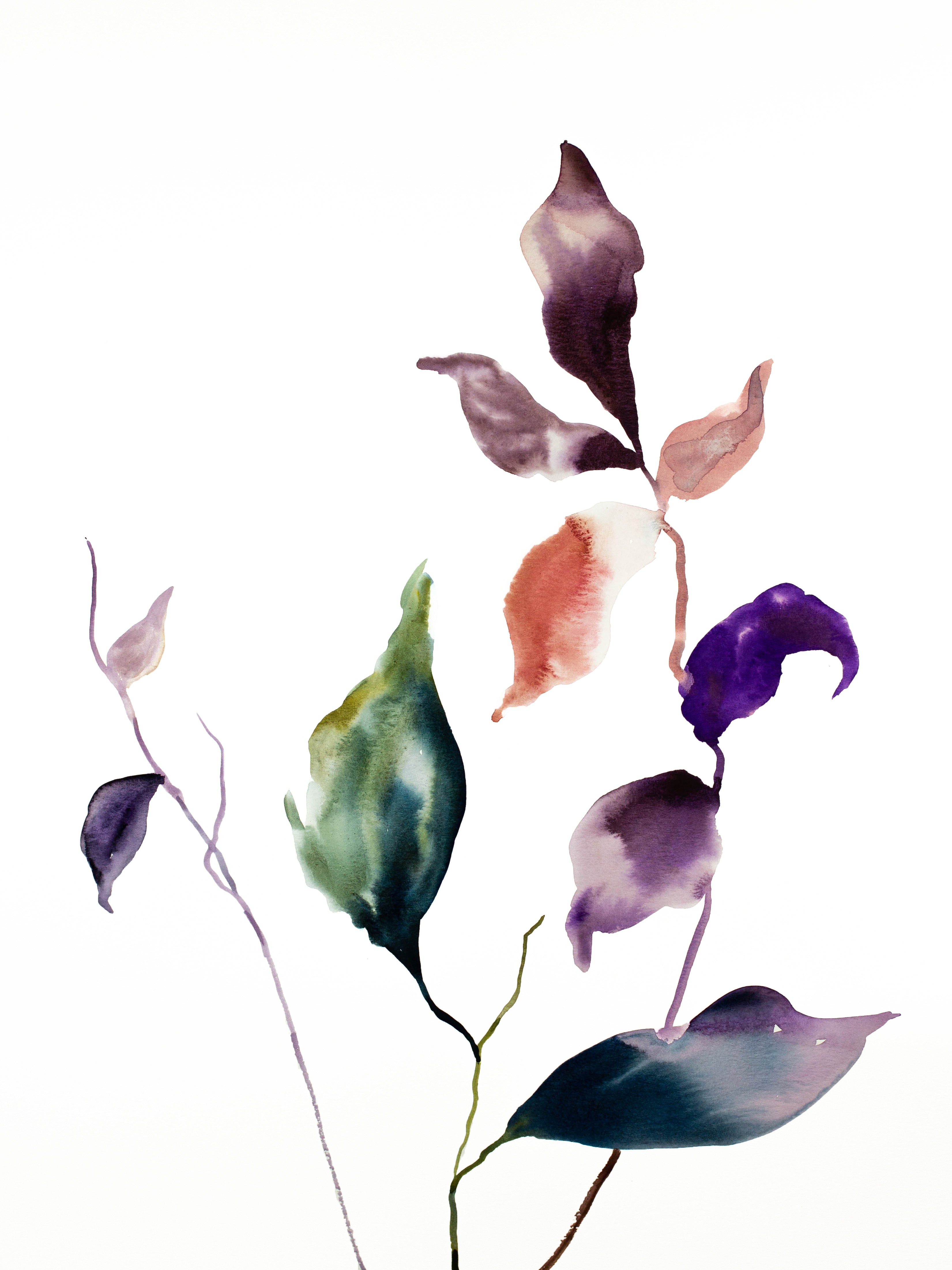 Elizabeth Becker, Plant Study No. 51 Elizabeth Becker, Plant Study No. 51