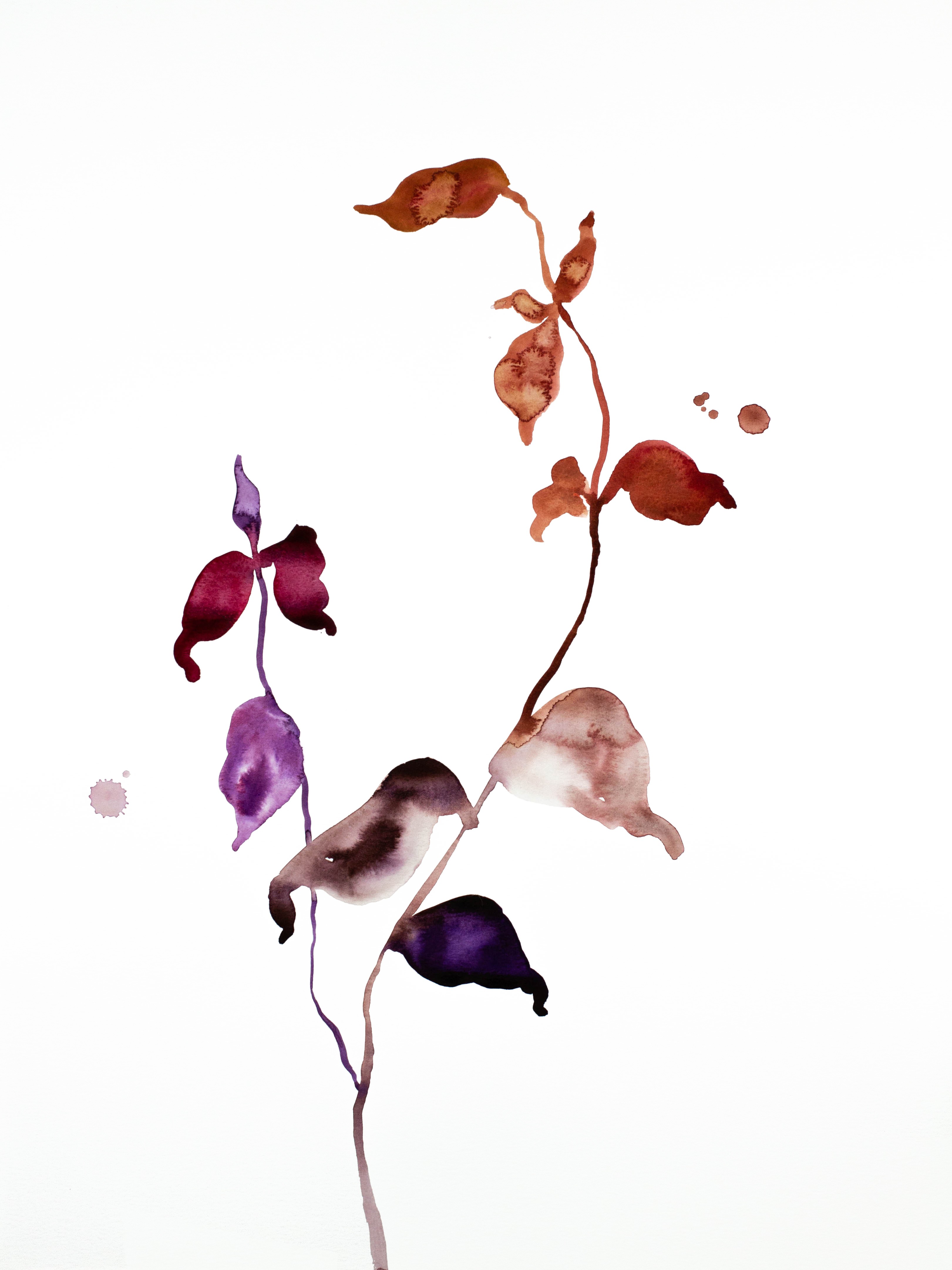 Elizabeth Becker, Plant Study No. 53 Elizabeth Becker, Plant Study No. 53