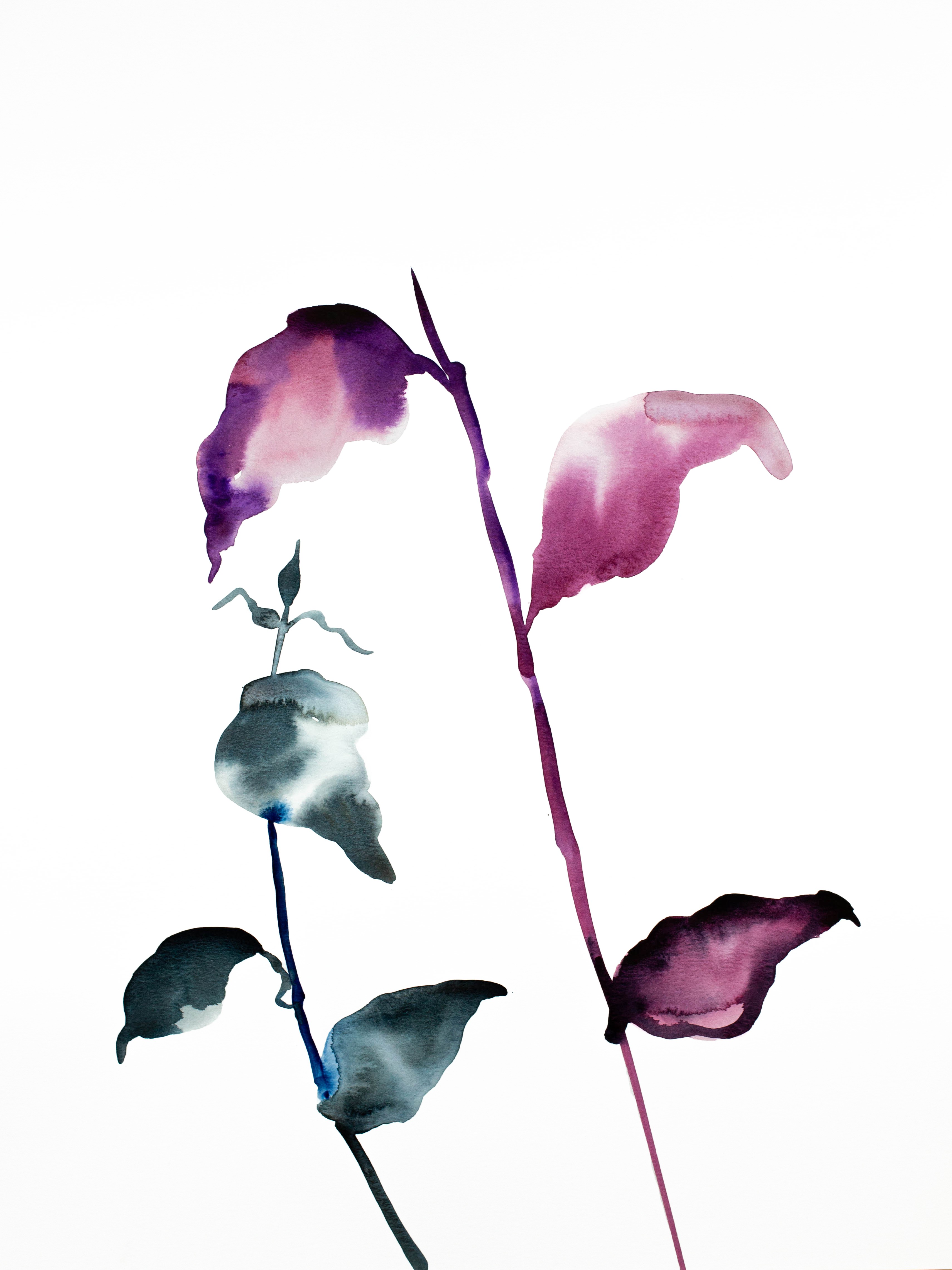 Elizabeth Becker, Plant Study No. 57 Elizabeth Becker, Plant Study No. 57