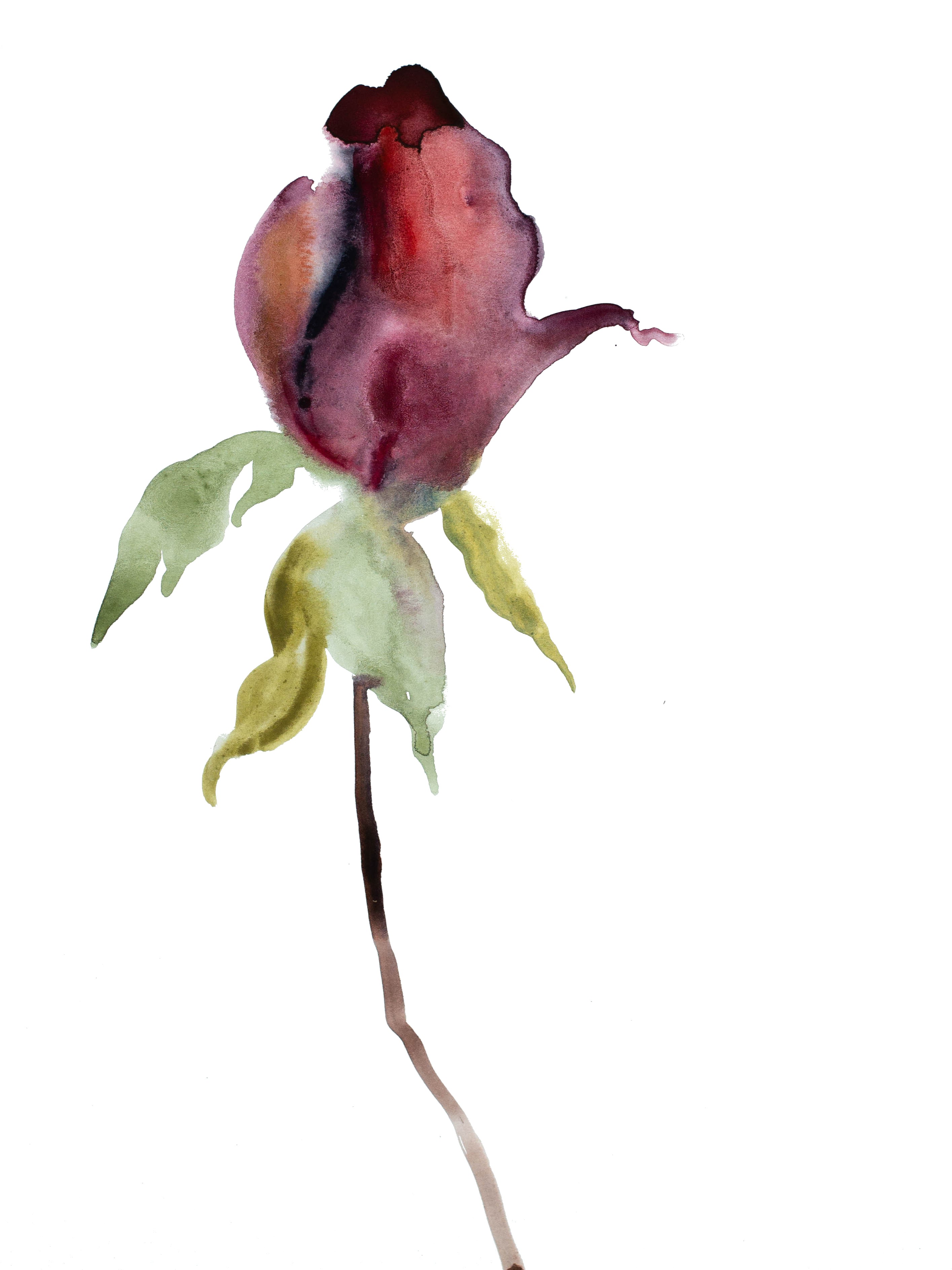 Elizabeth Becker, Rose Study No. 36 Elizabeth Becker, Rose Study No. 36