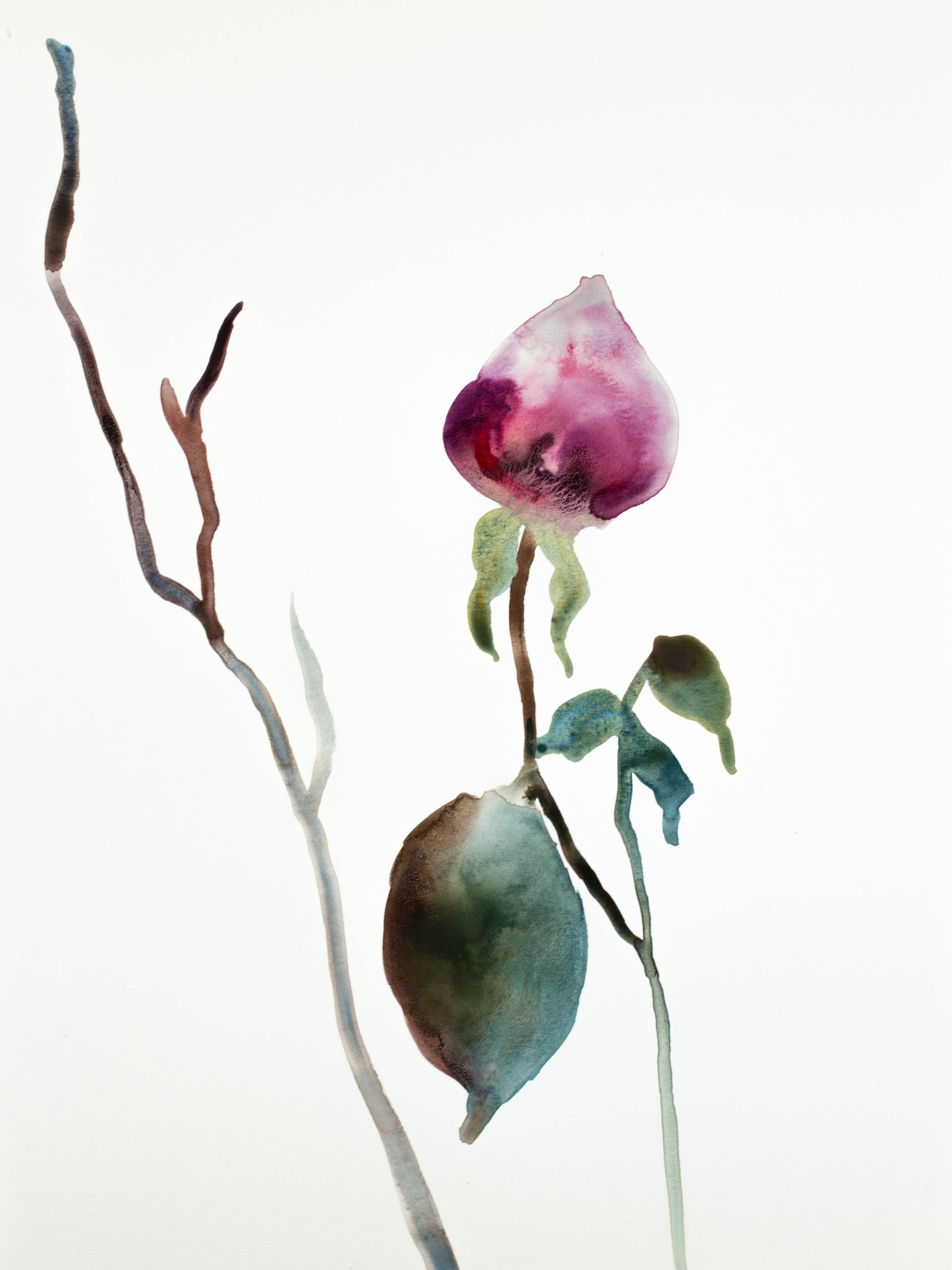 Elizabeth Becker, Rose Study No. 37 Elizabeth Becker, Rose Study No. 37