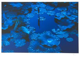 Photographie, Blue Lotus, Tadayuki Naitoh