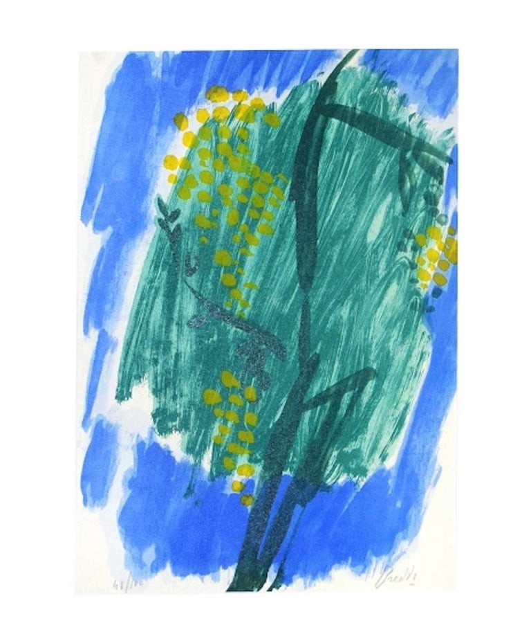 Gastone Breddo, Flowering Mimosa Gastone Breddo, Flowering Mimosa