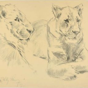 Fine Art Drawings, Lionesses, Wilhelm Lorenz
