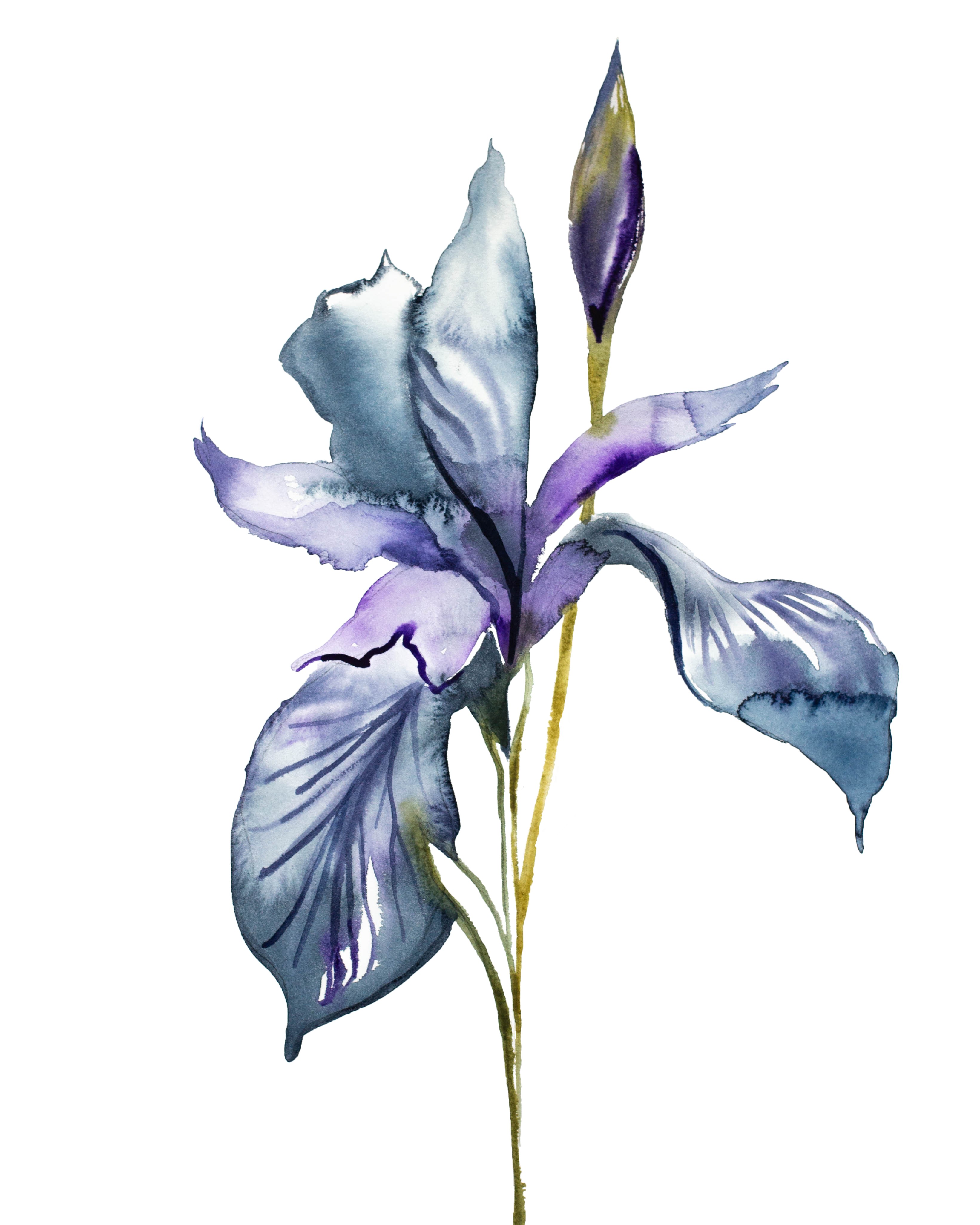 Elizabeth Becker, Iris No. 99 Elizabeth Becker, Iris No. 99