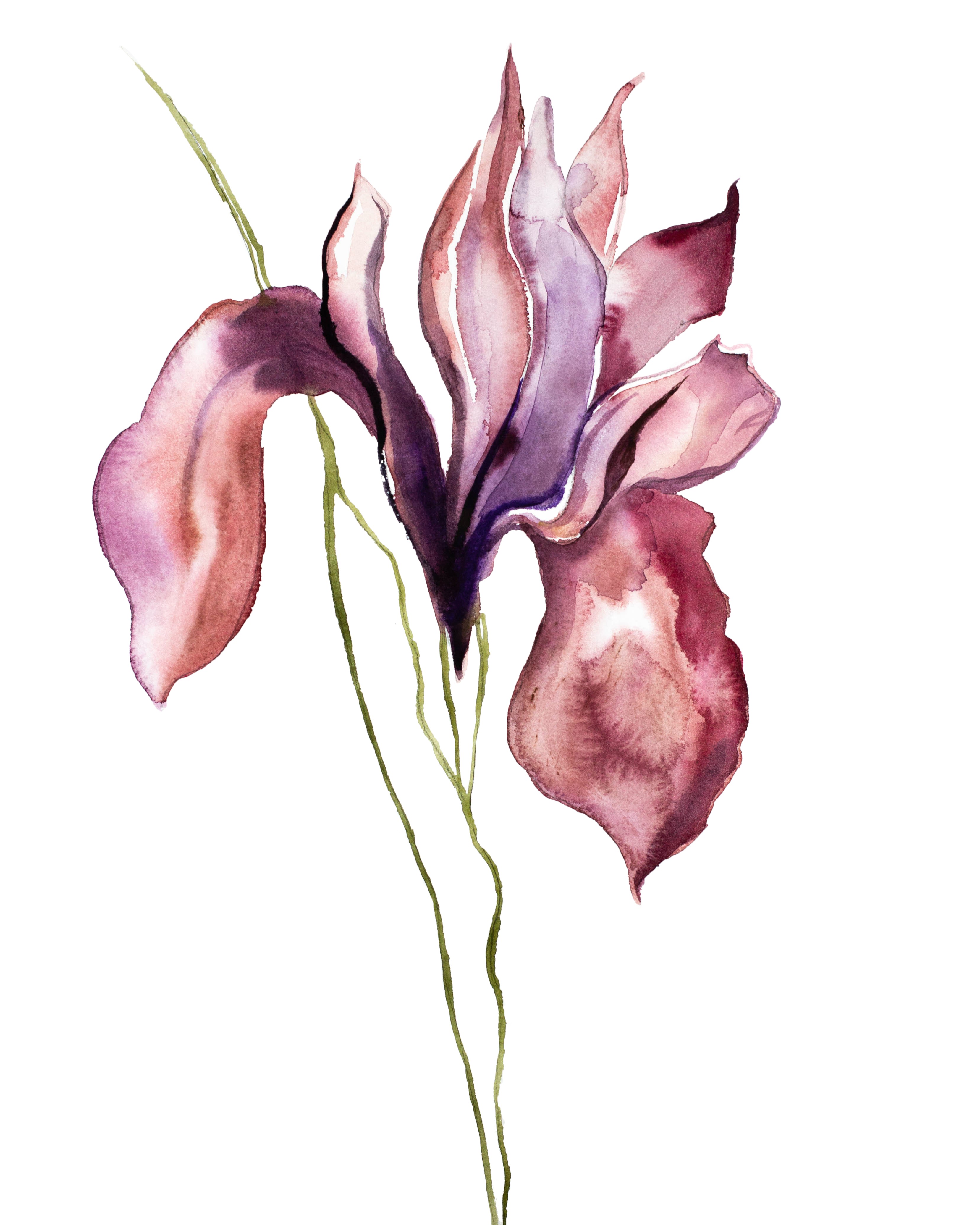 Elizabeth Becker, Iris No. 100 Elizabeth Becker, Iris No. 100