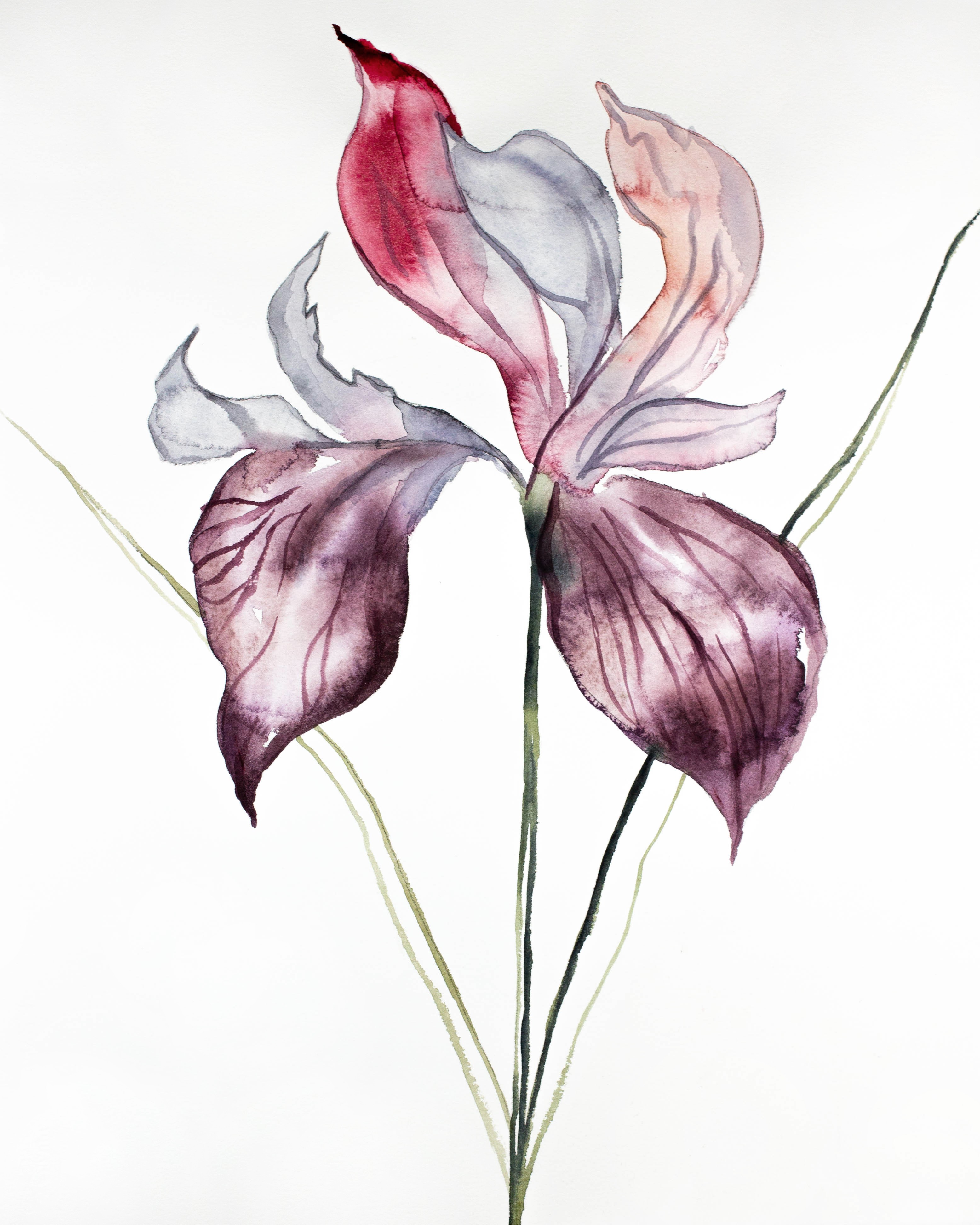 Elizabeth Becker, Iris No. 102 Elizabeth Becker, Iris No. 102