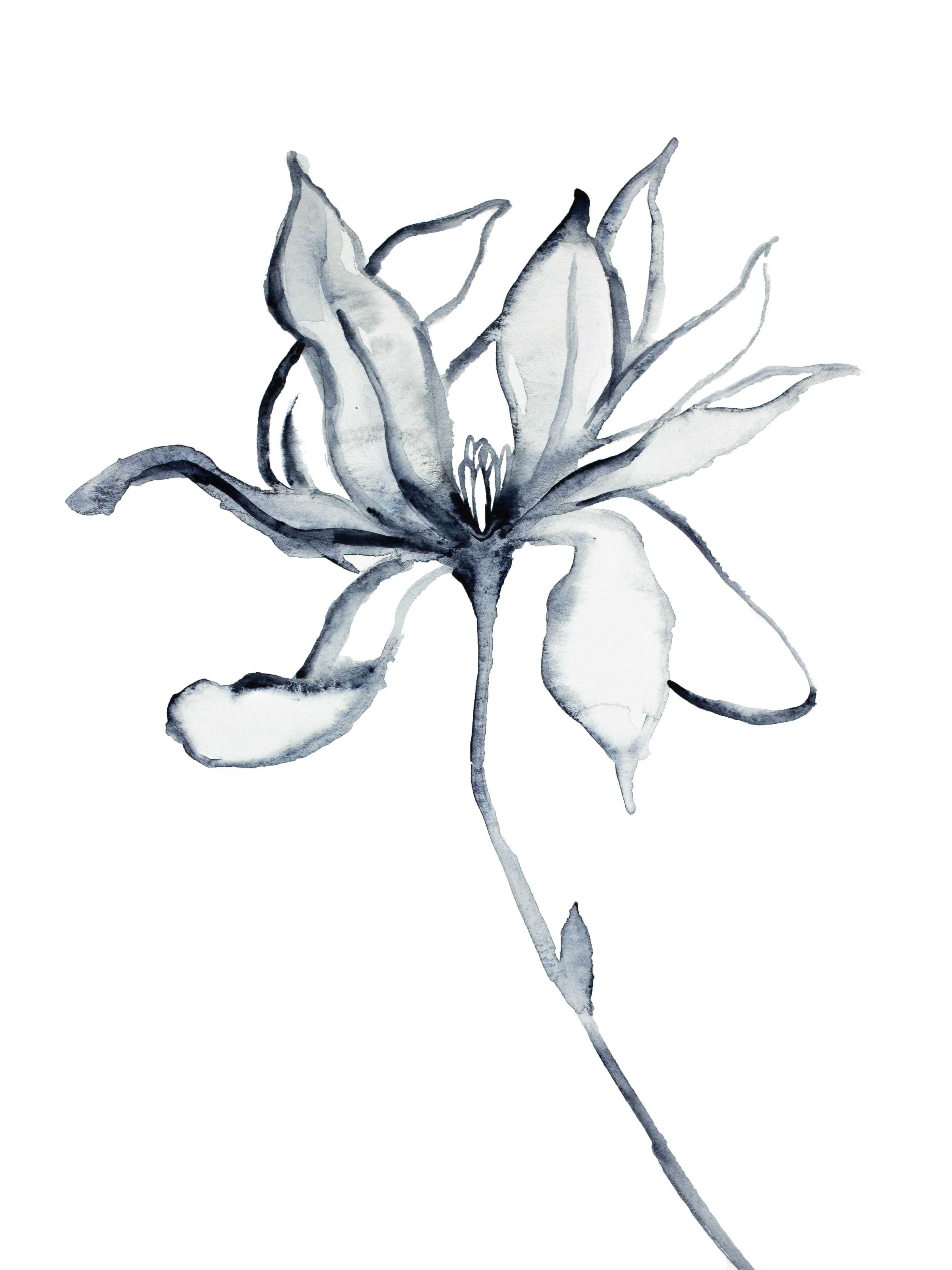 Elizabeth Becker, Magnolia No. 31 Elizabeth Becker, Magnolia No. 31