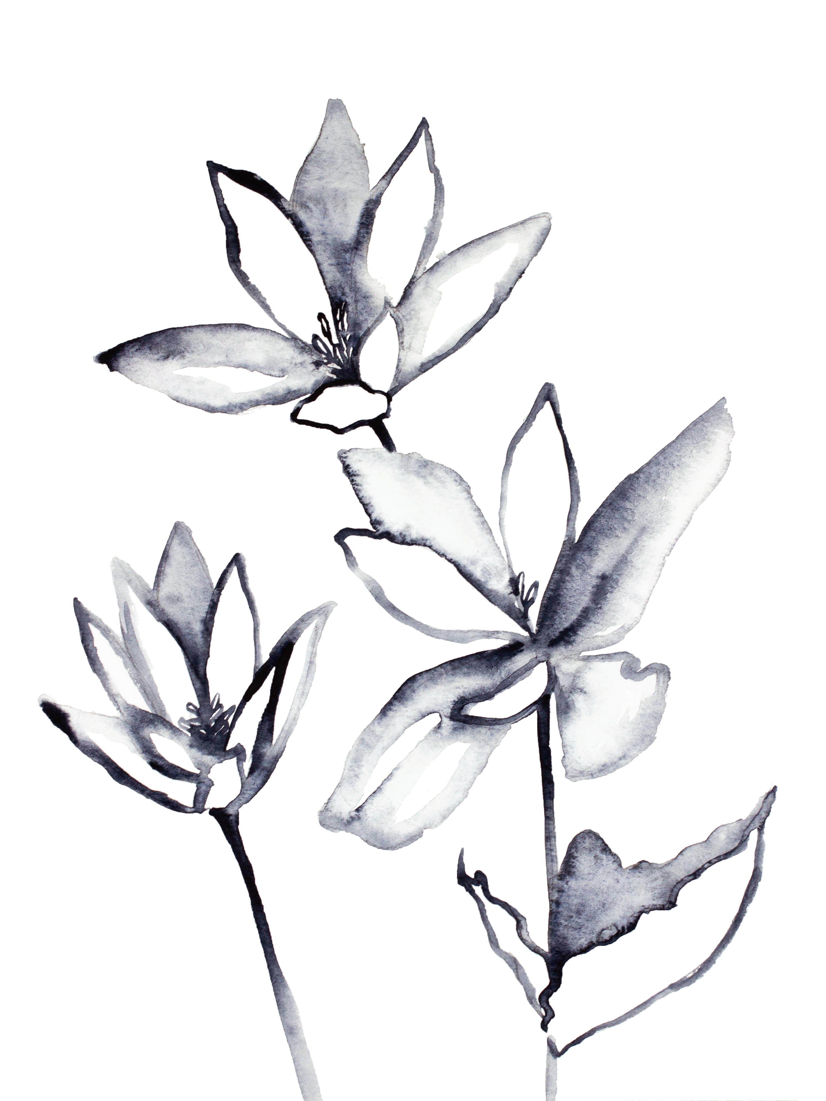Elizabeth Becker, Bloodroot No. 5 Elizabeth Becker, Bloodroot No. 5