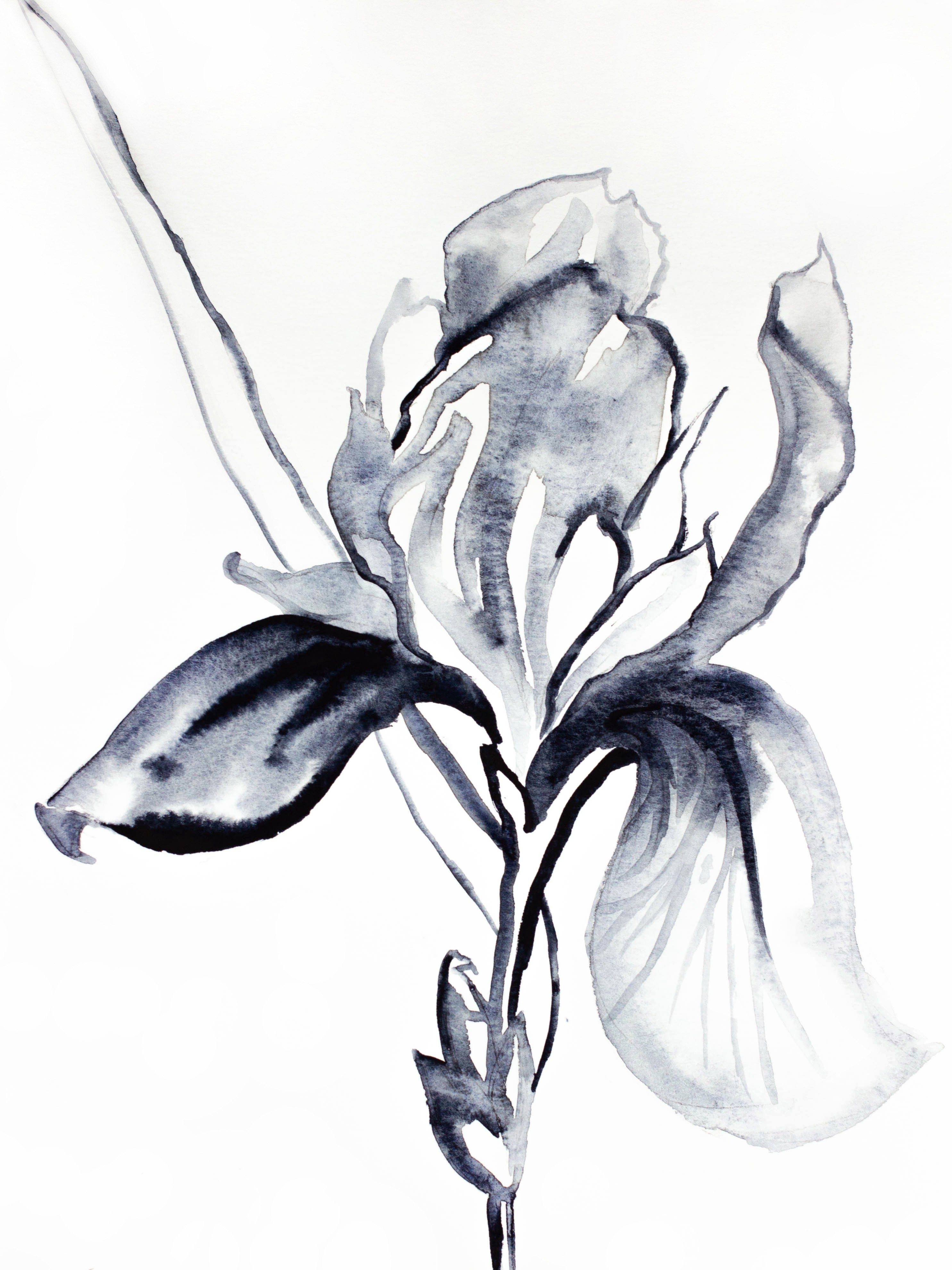 Elizabeth Becker, Iris No. 104 Elizabeth Becker, Iris No. 104