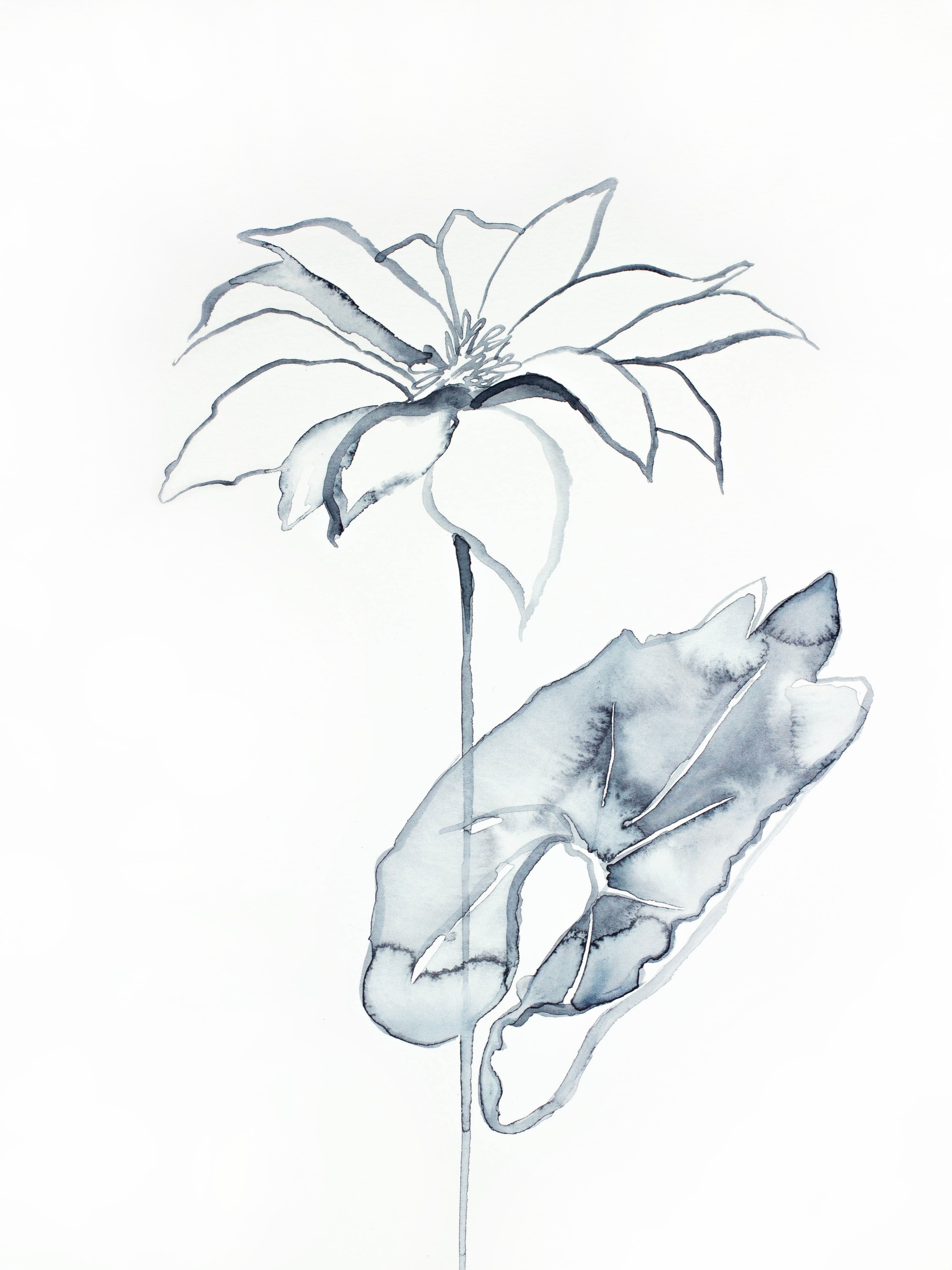 Elizabeth Becker, Bloodroot No. 6 Elizabeth Becker, Bloodroot No. 6