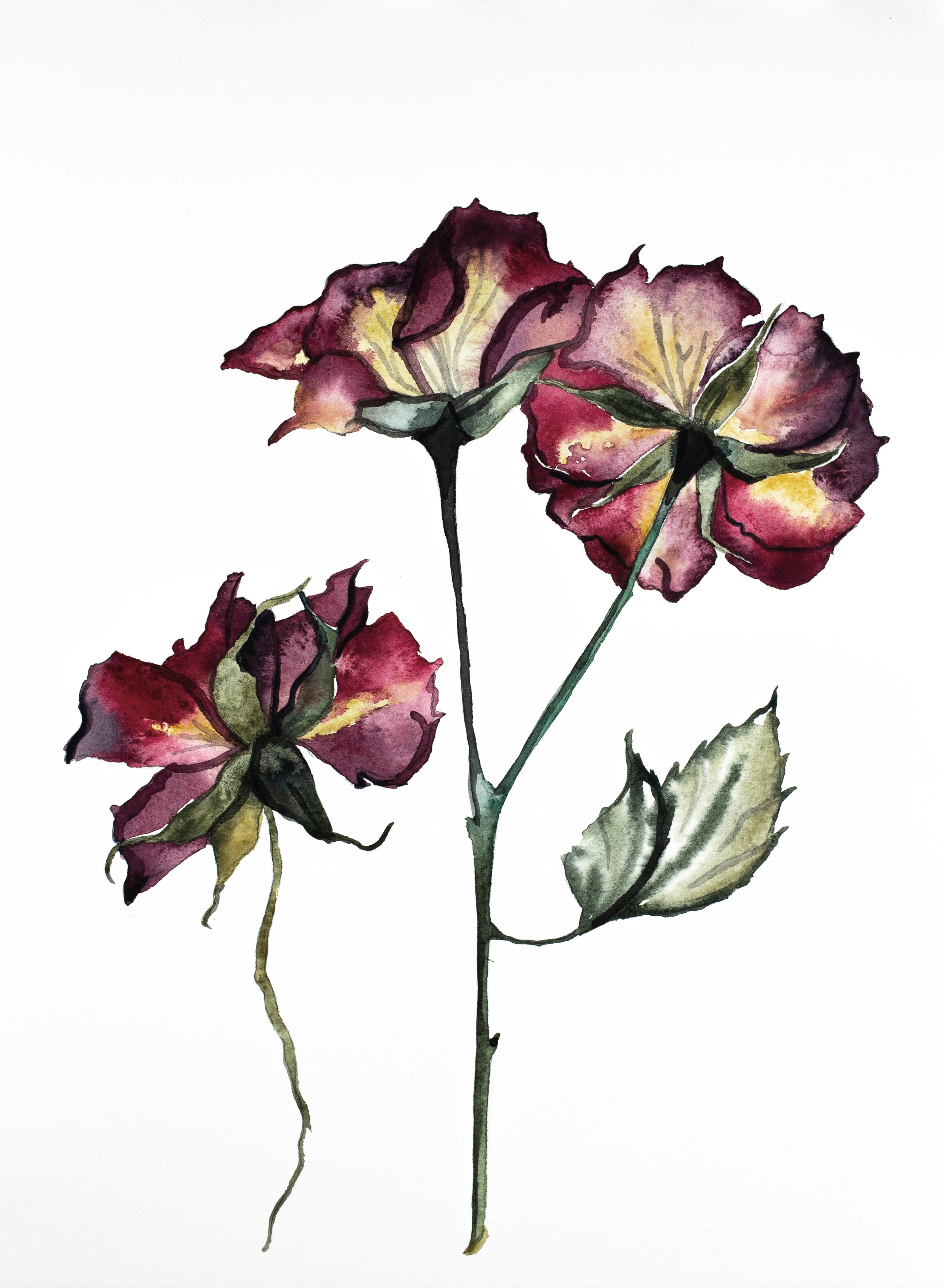 Elizabeth Becker, Rosa No. 2 Elizabeth Becker, Rosa No. 2