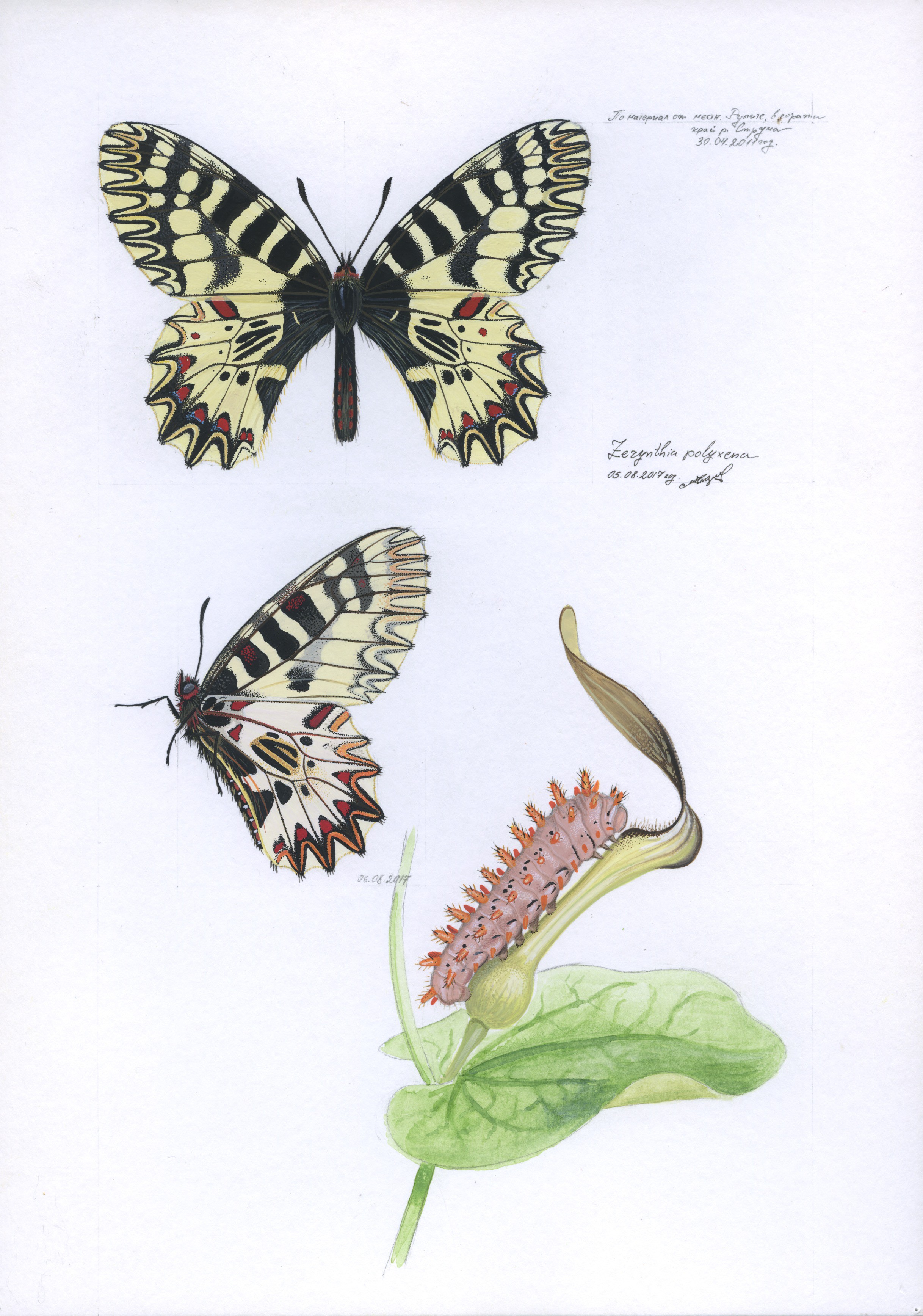 Lyuben Domozetski, Southern festoon (Zerynthia polyxena) Lyuben Domozetski, Southern festoon (Zerynthia polyxena)