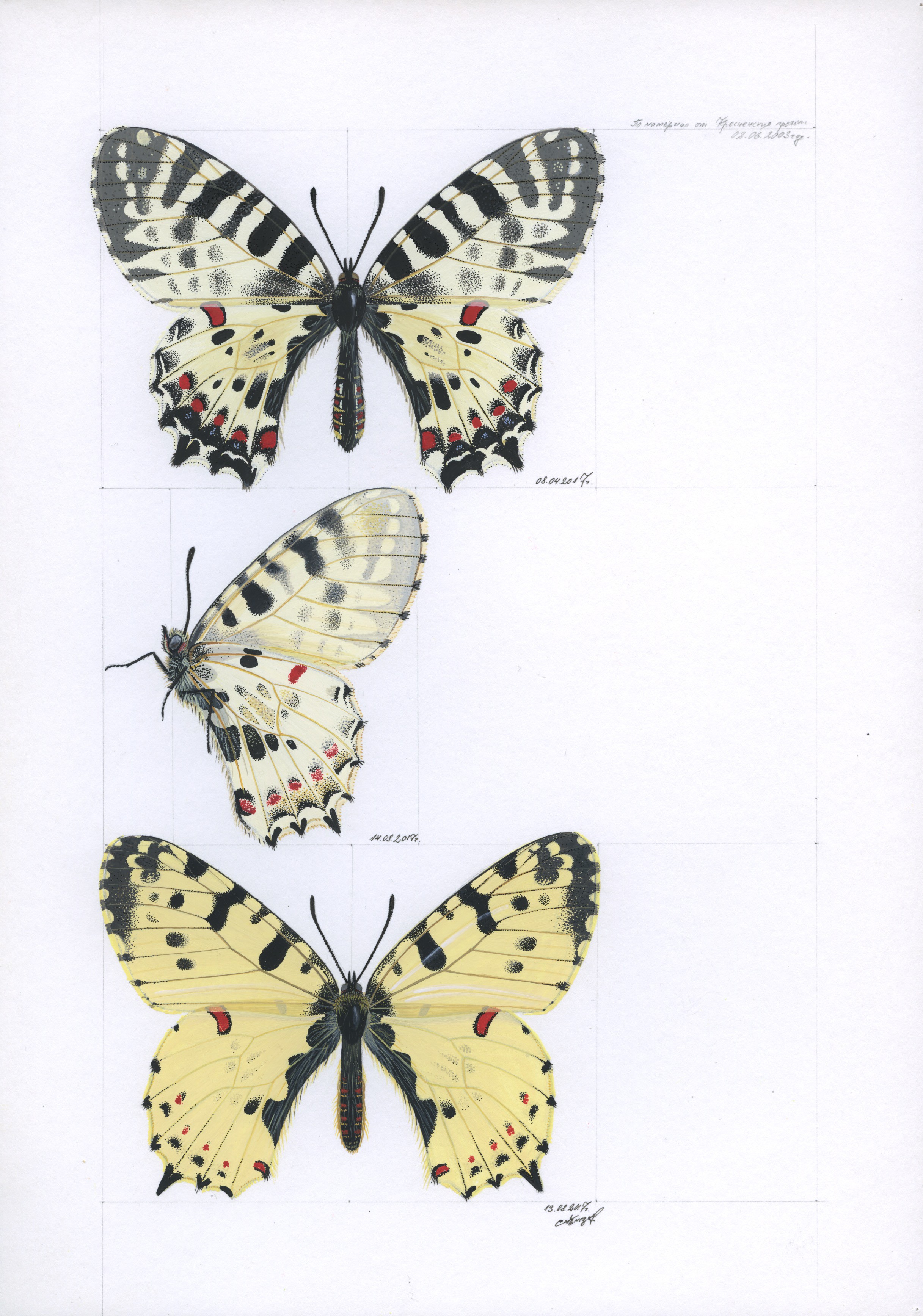 Lyuben Domozetski, Eastern festoon (Allancastria cerisyi) Lyuben Domozetski, Eastern festoon (Allancastria cerisyi)