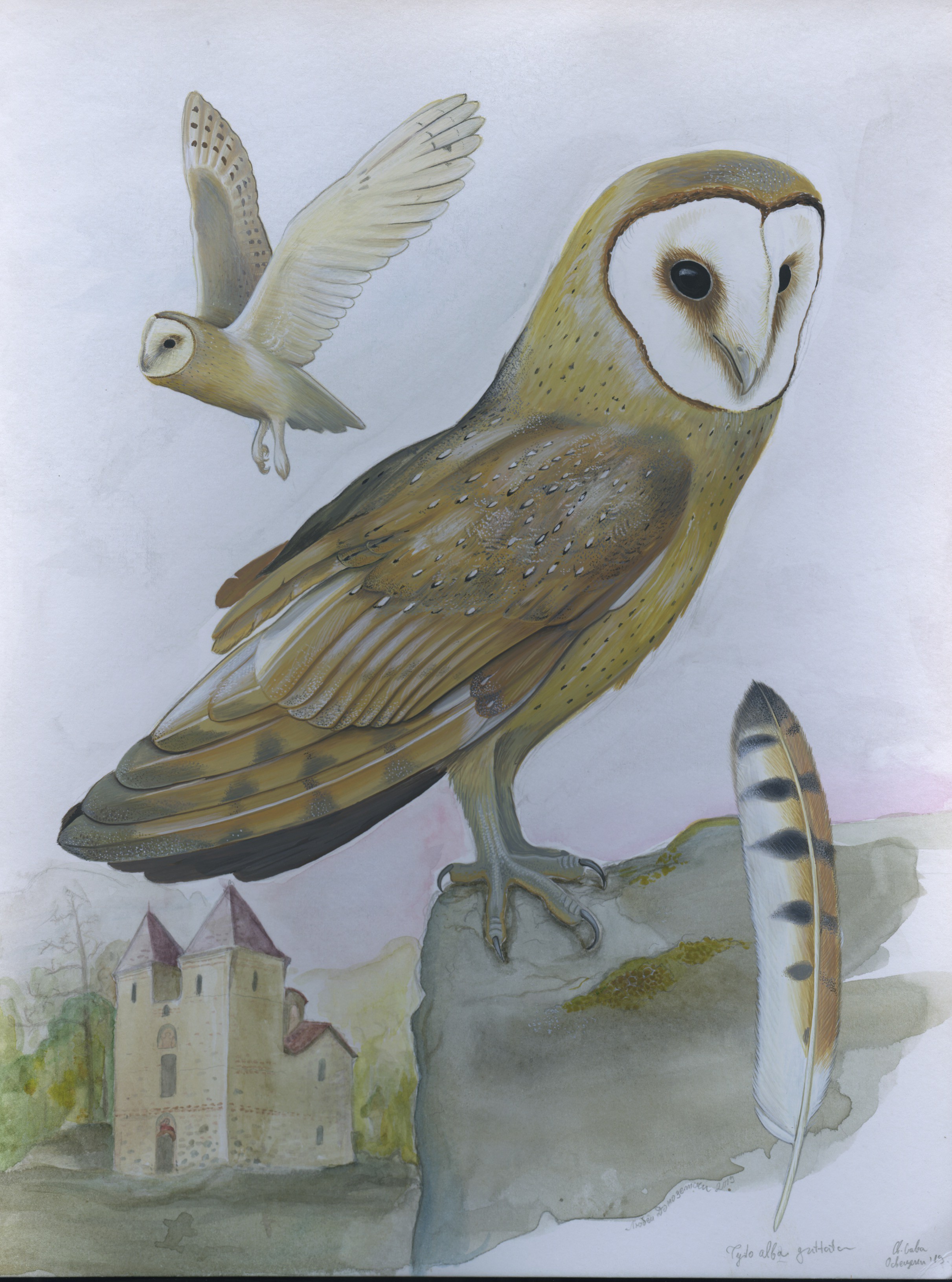 Lyuben Domozetski, Common barn-owl (Tyto alba) Lyuben Domozetski, Common barn-owl (Tyto alba)