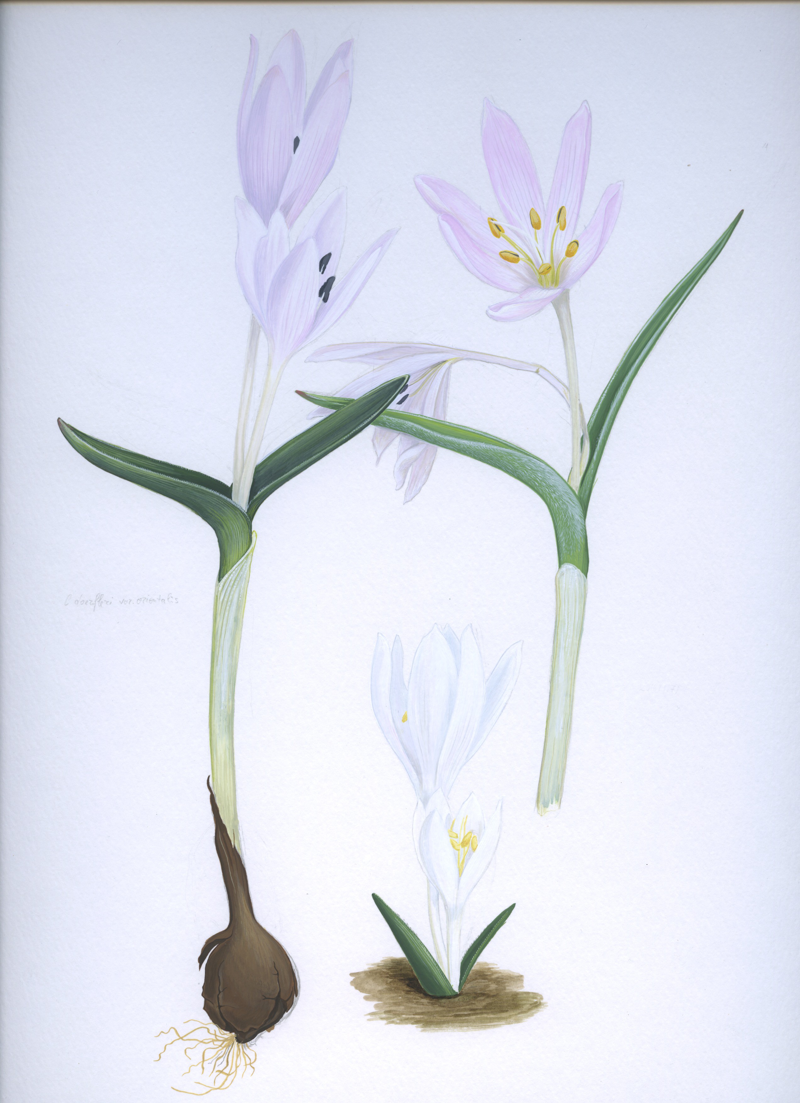 Lyuben Domozetski, Colchicum doerfleri Lyuben Domozetski, Colchicum doerfleri