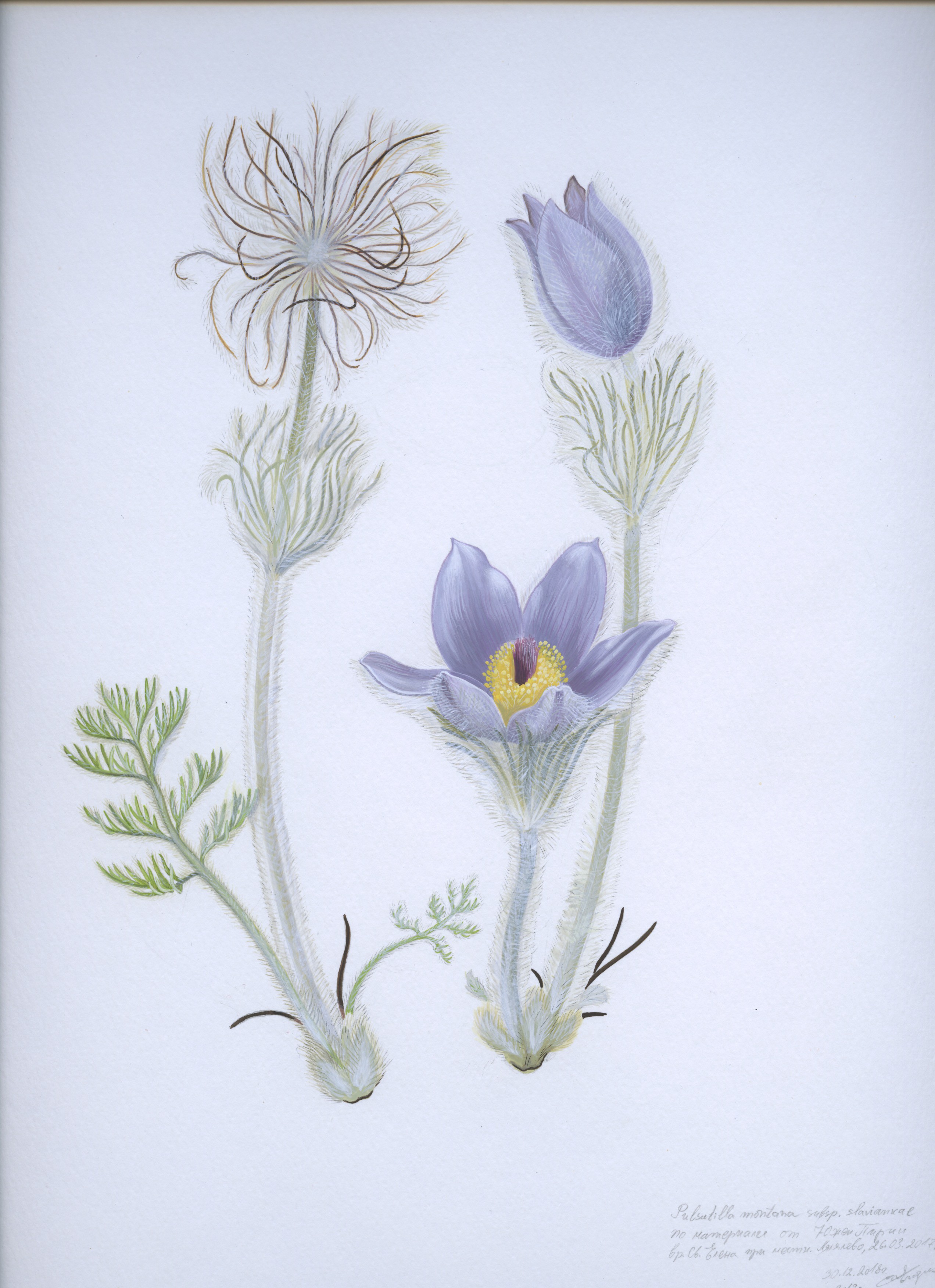 Lyuben Domozetski, Pulsatilla slaviankae Lyuben Domozetski, Pulsatilla slaviankae