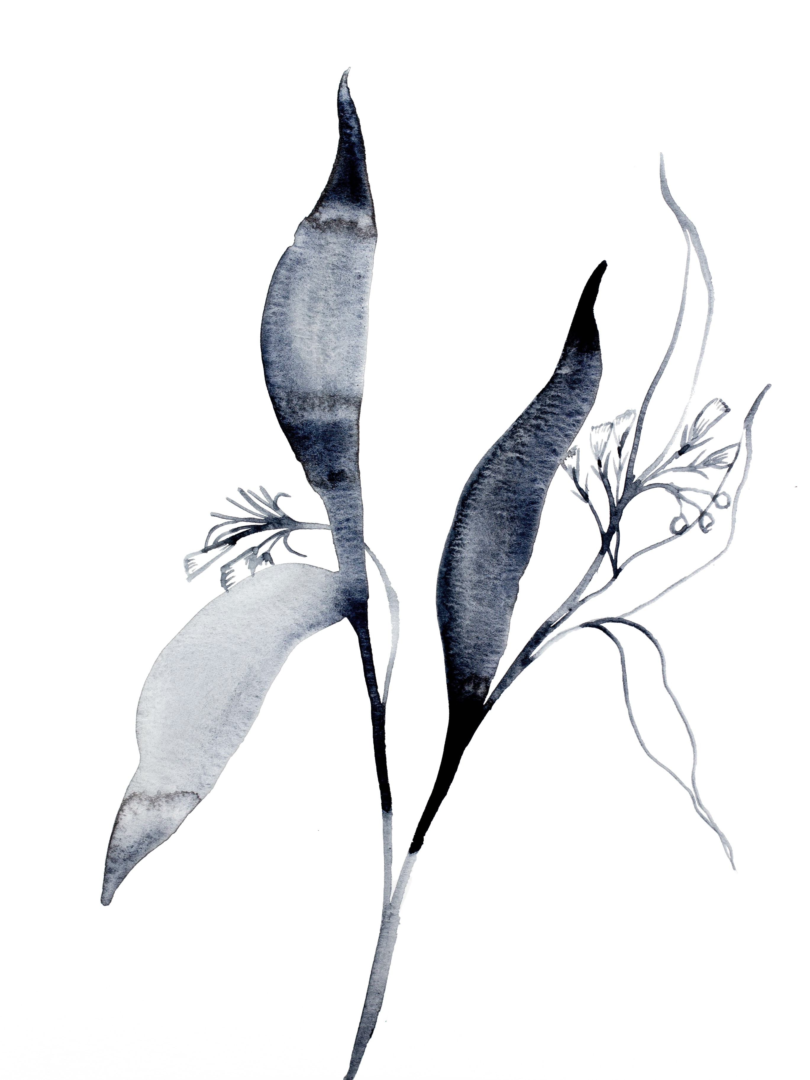 Elizabeth Becker, Plant Study No. 67 Elizabeth Becker, Plant Study No. 67