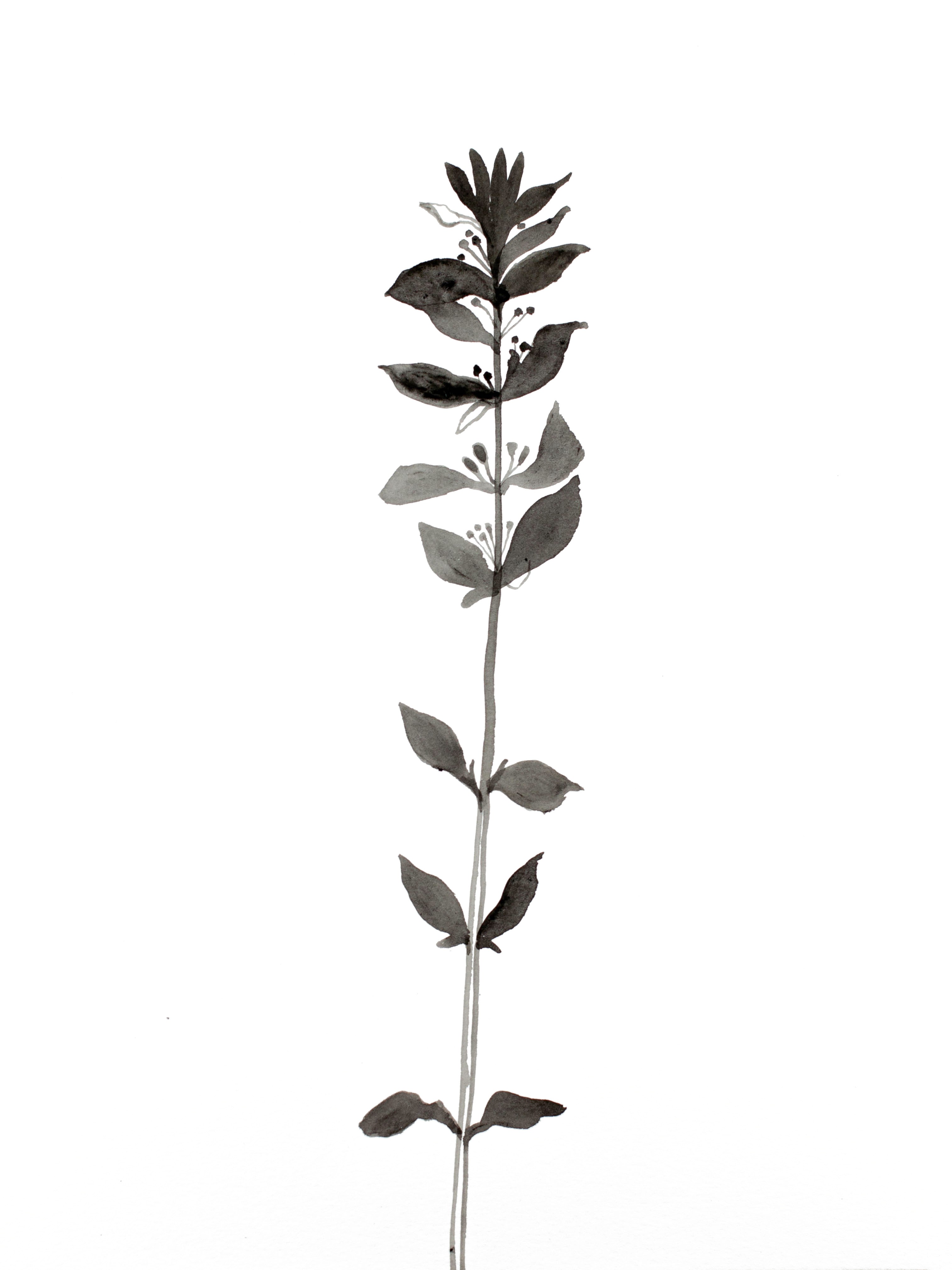 Elizabeth Becker, Plant Study No. 68 Elizabeth Becker, Plant Study No. 68
