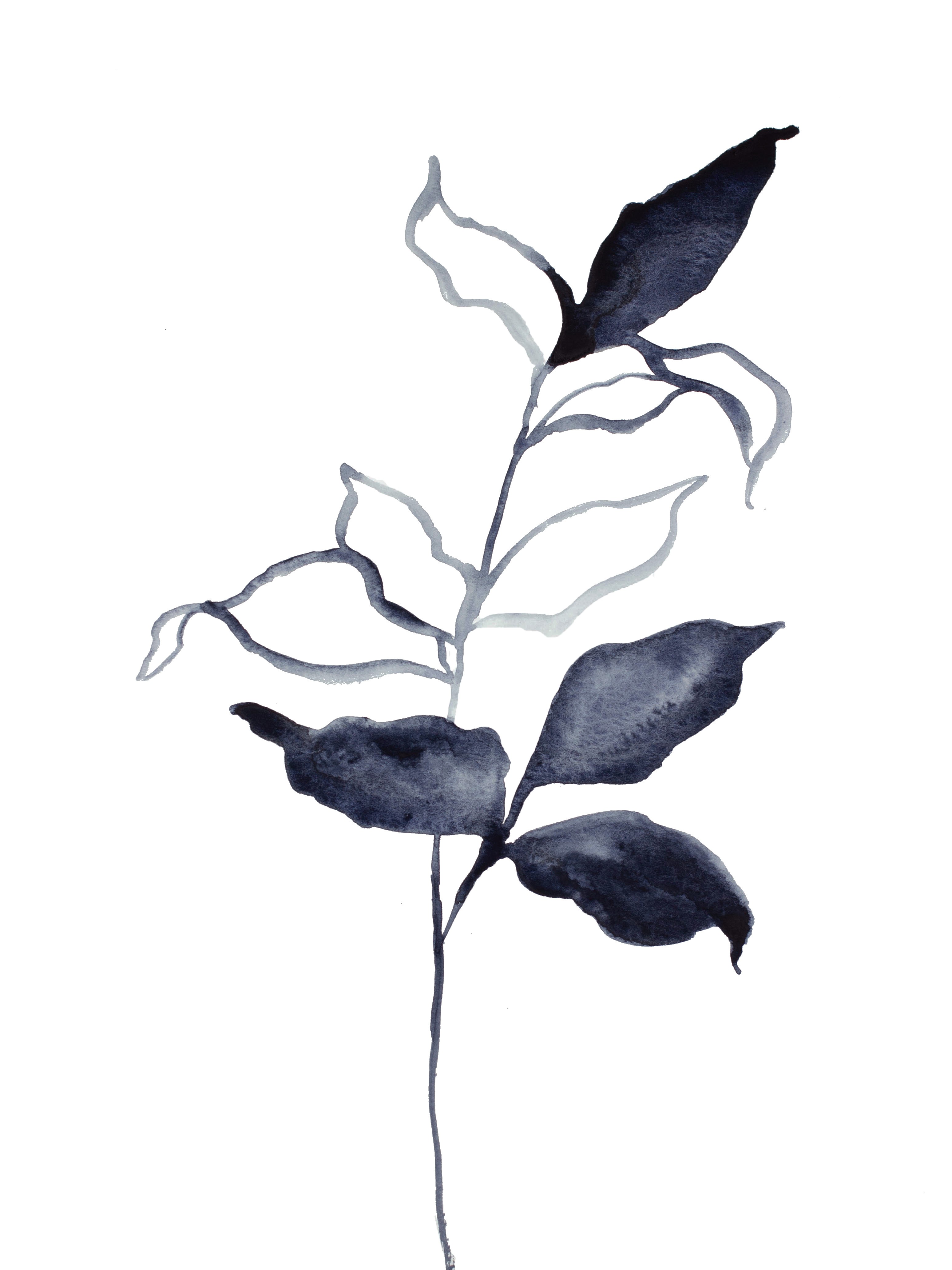 Elizabeth Becker, Plant Study No. 70 Elizabeth Becker, Plant Study No. 70