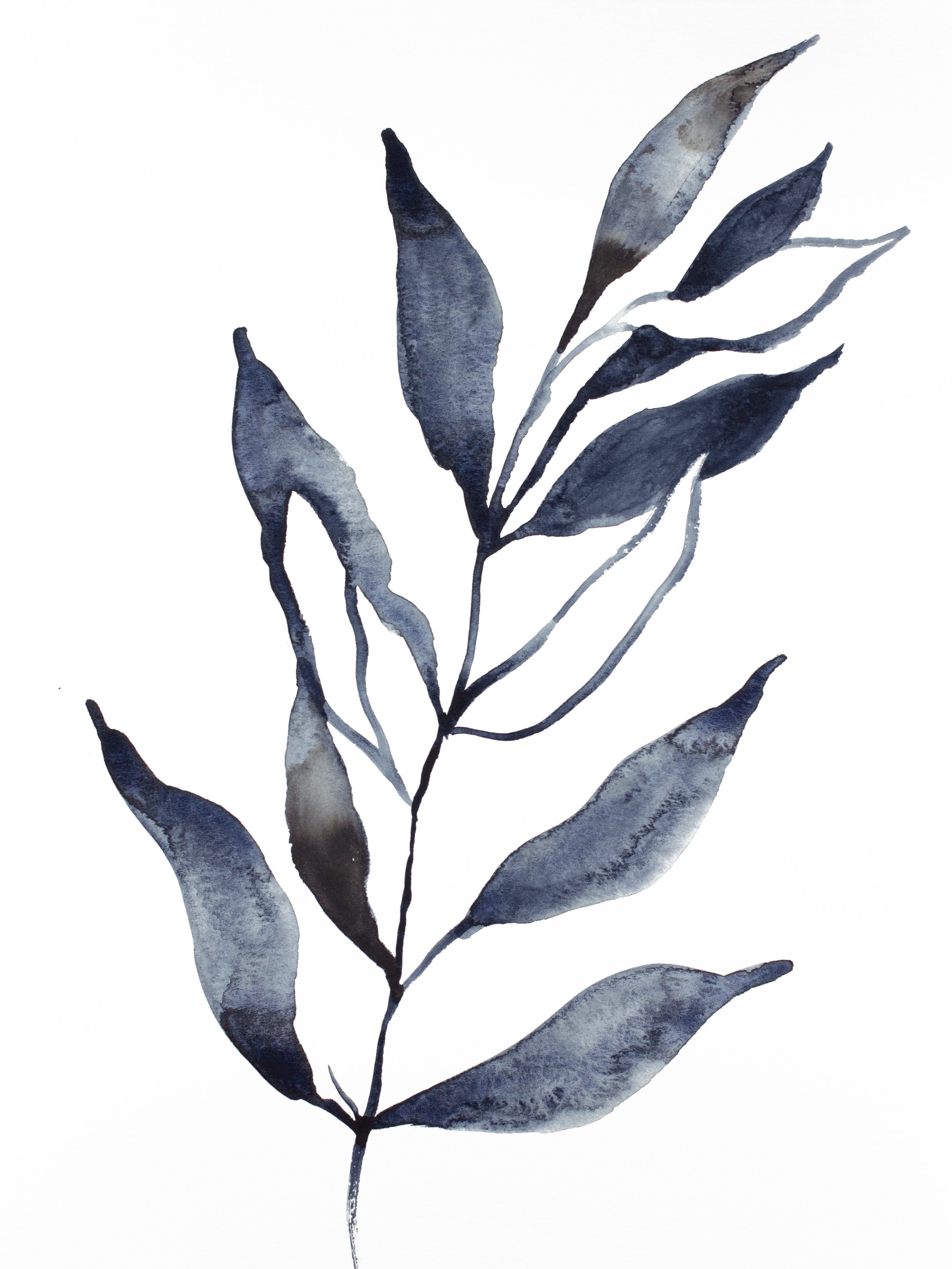 Elizabeth Becker, Plant Study No. 72 Elizabeth Becker, Plant Study No. 72