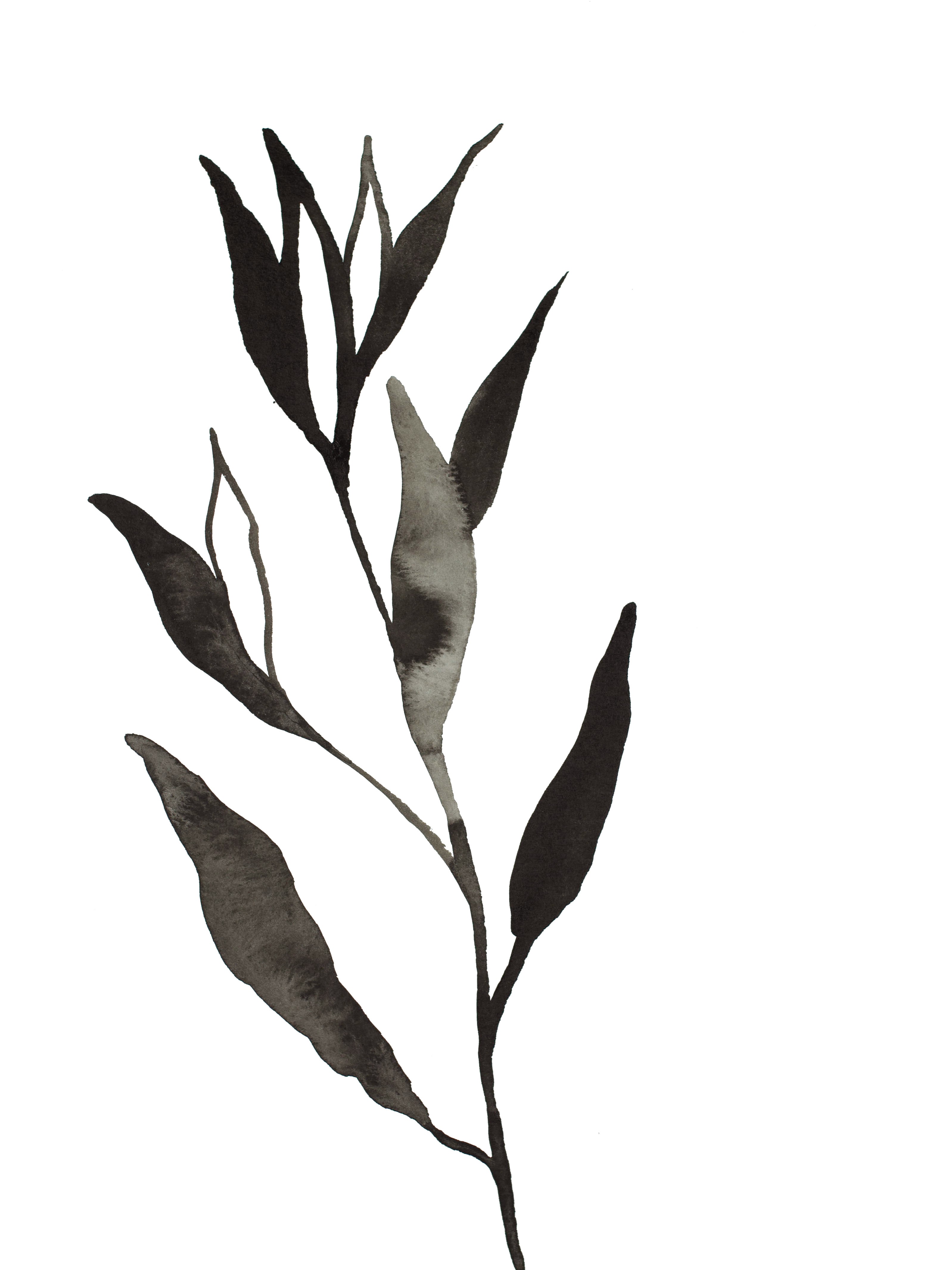 Elizabeth Becker, Plant Study No. 74 Elizabeth Becker, Plant Study No. 74