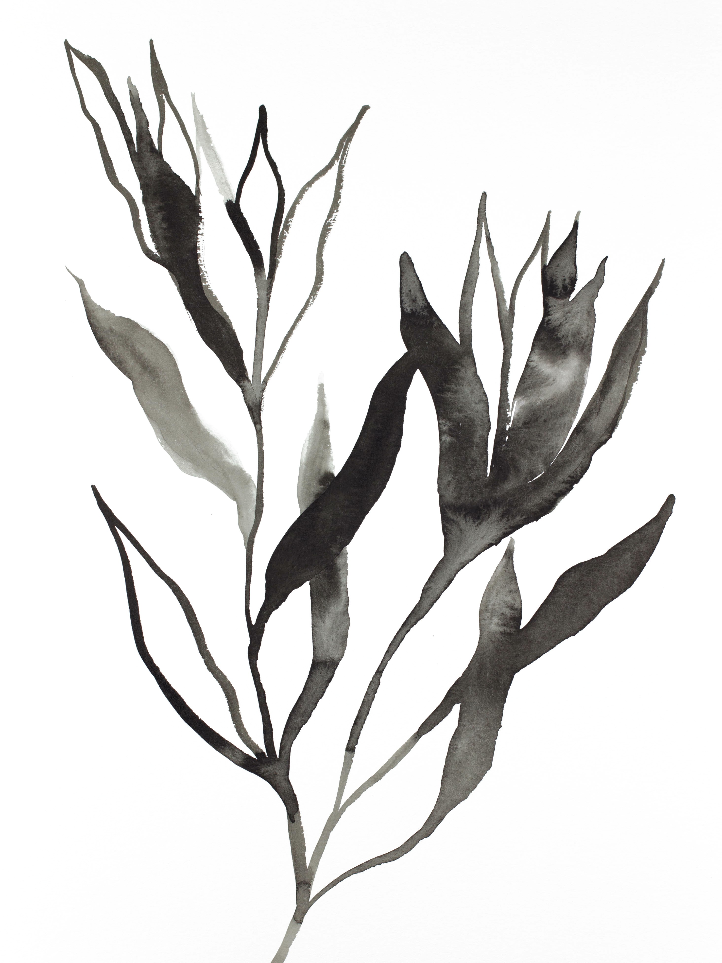 Elizabeth Becker, Plant Study No. 75 Elizabeth Becker, Plant Study No. 75