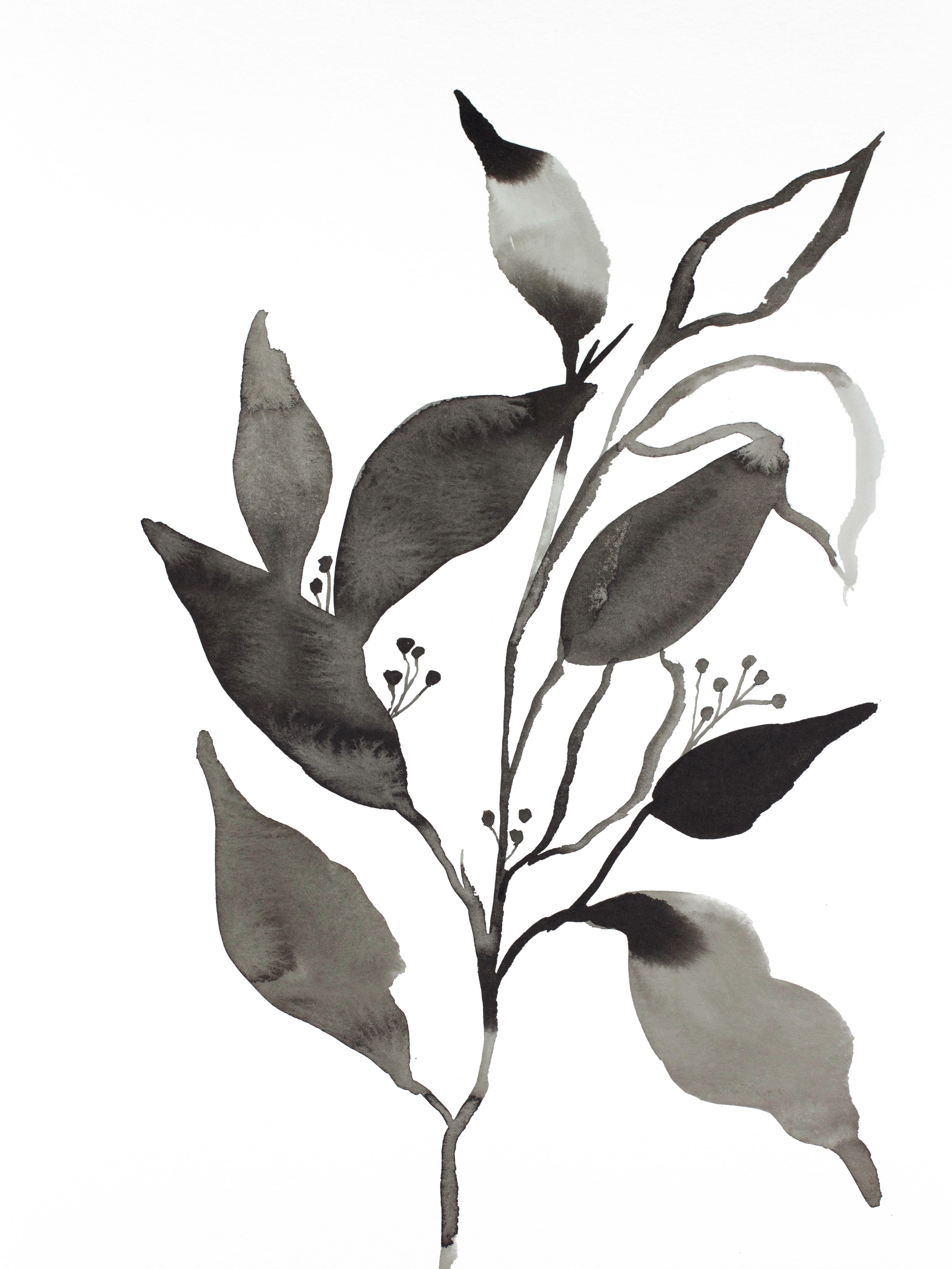 Elizabeth Becker, Plant Study No. 76 Elizabeth Becker, Plant Study No. 76