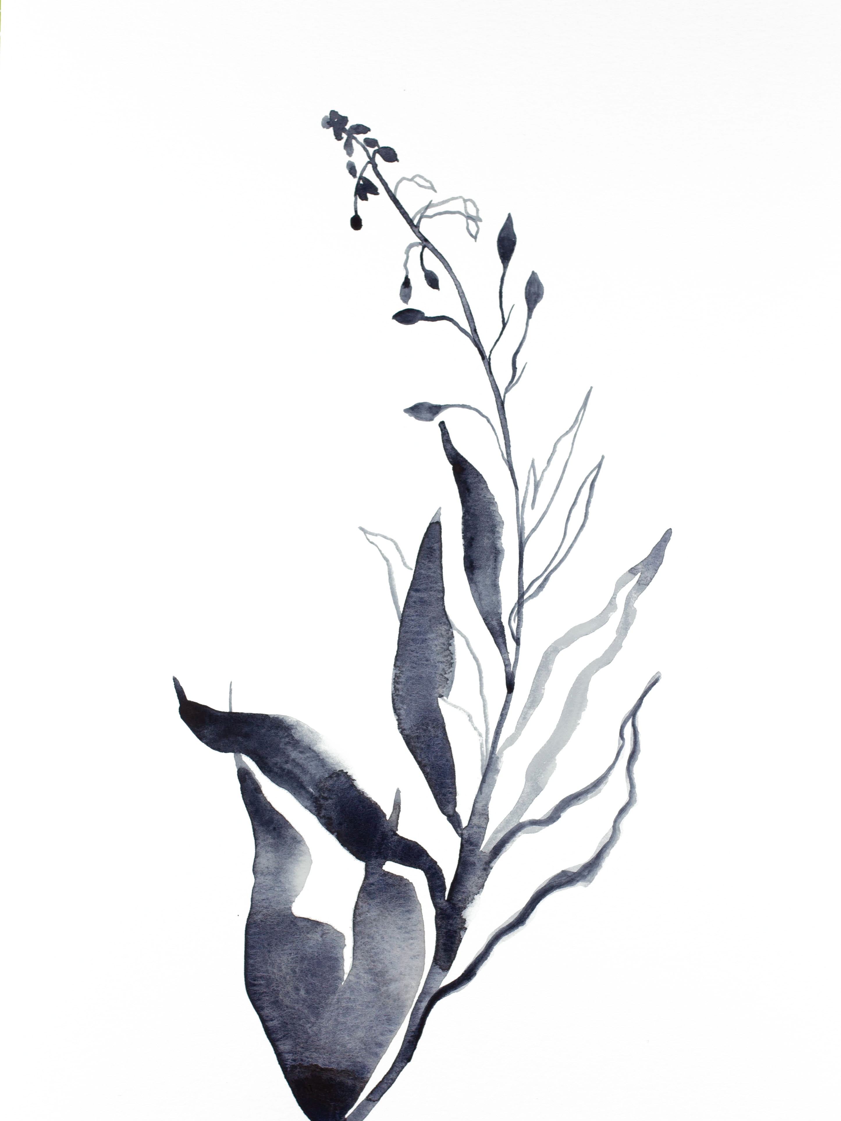 Elizabeth Becker, Plant Study No. 78 Elizabeth Becker, Plant Study No. 78